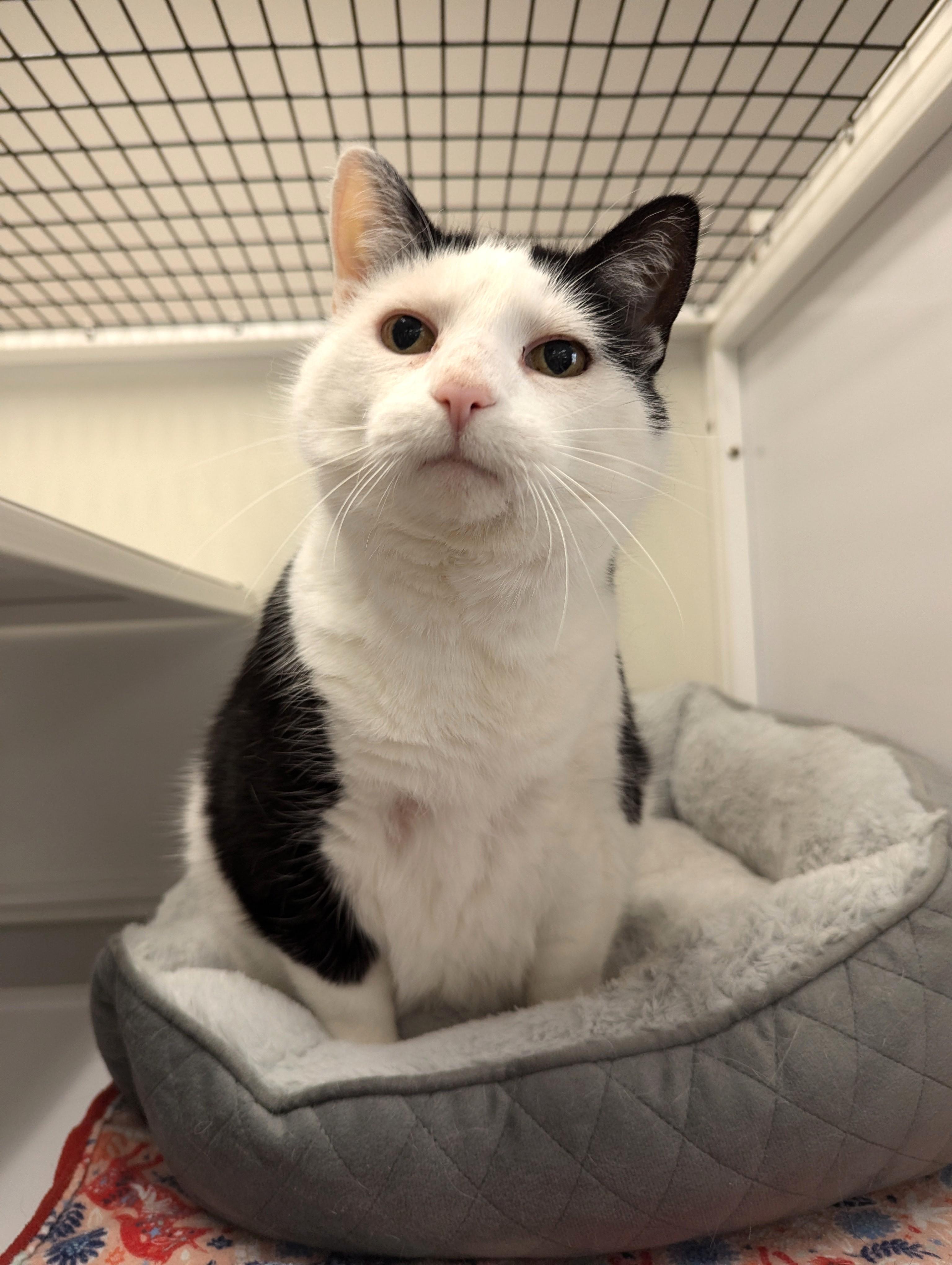 Possum, an adoptable Domestic Short Hair in Oconto, WI, 54153 | Photo Image 1