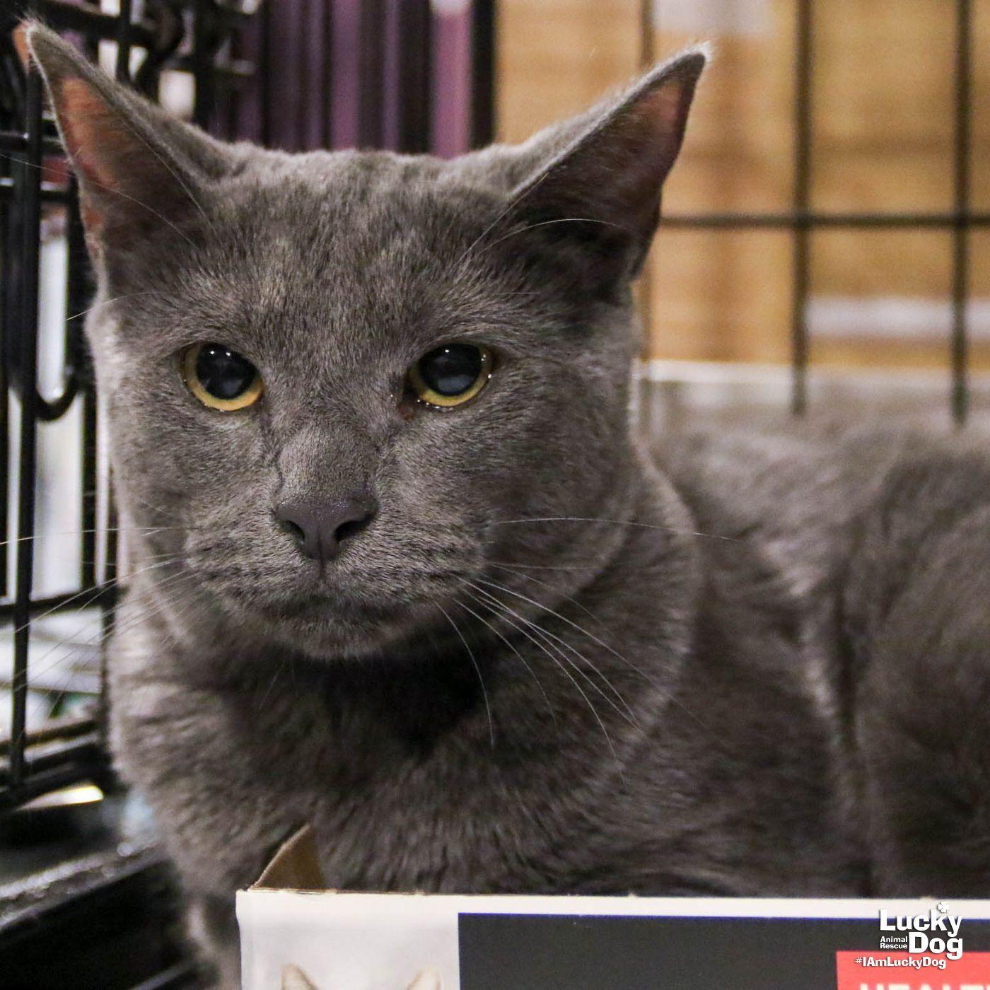 Ella, Adoptable, Kitten Female Domestic Short Hair.