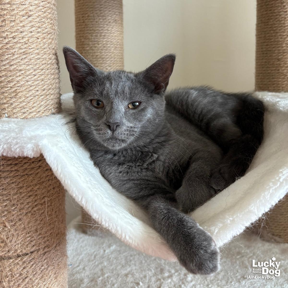 Enlarge Ella, a Adopted Domestic Short Hair in Washington, DC image 2/3