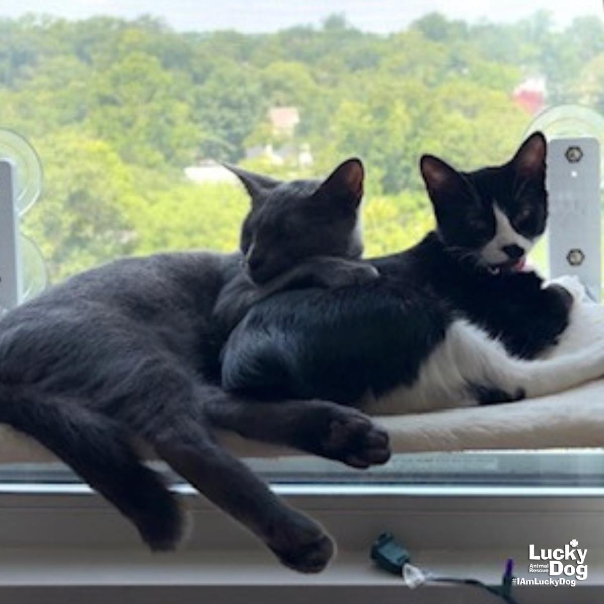 Enlarge Ella, a Adopted Domestic Short Hair in Washington, DC image 3/3