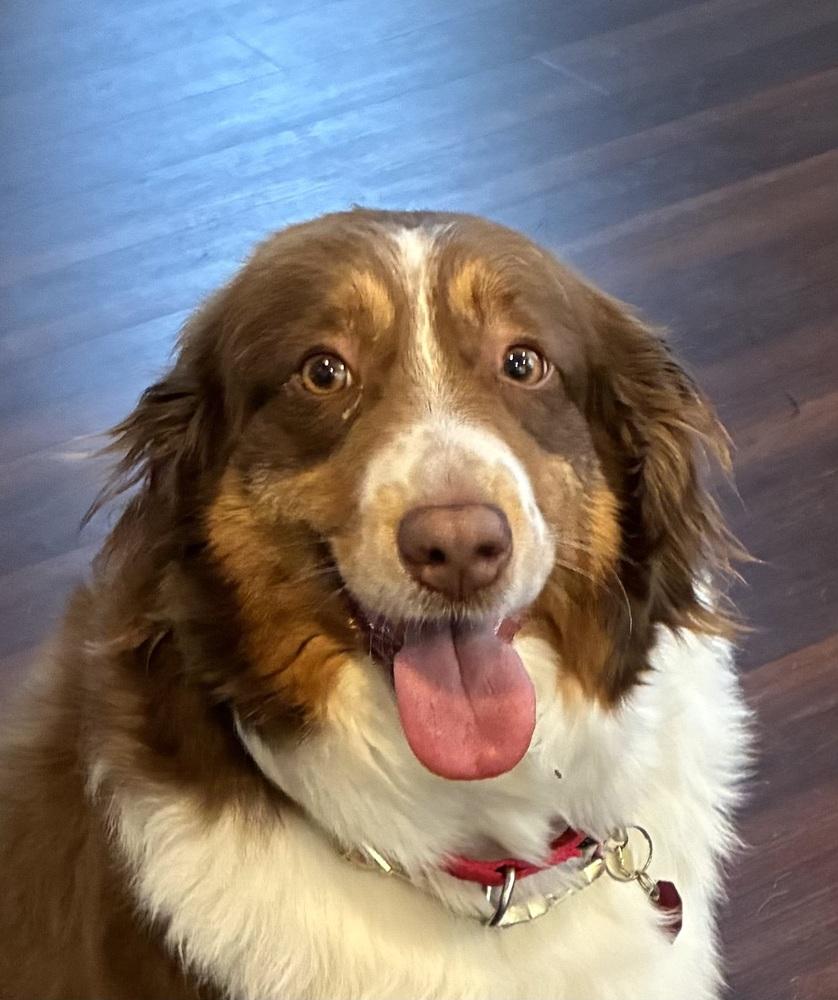 Bridgette, Adoptable, Adult Female Australian Shepherd.