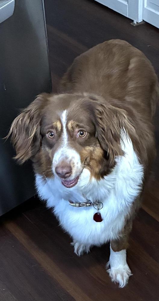 Enlarge Bridgette, a Adoptable Australian Shepherd in Syracuse, NY image 2/5