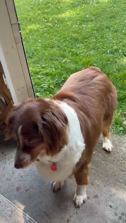 Enlarge Bridgette, a Adoptable Australian Shepherd in Syracuse, NY video 3/5
