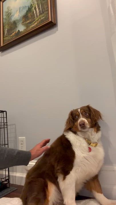 Enlarge Bridgette, a Adoptable Australian Shepherd in Syracuse, NY video 4/5