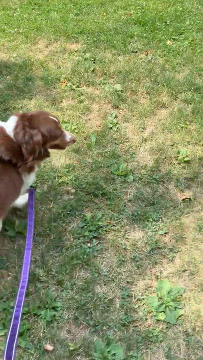 Enlarge Bridgette, a Adoptable Australian Shepherd in Syracuse, NY video 5/5