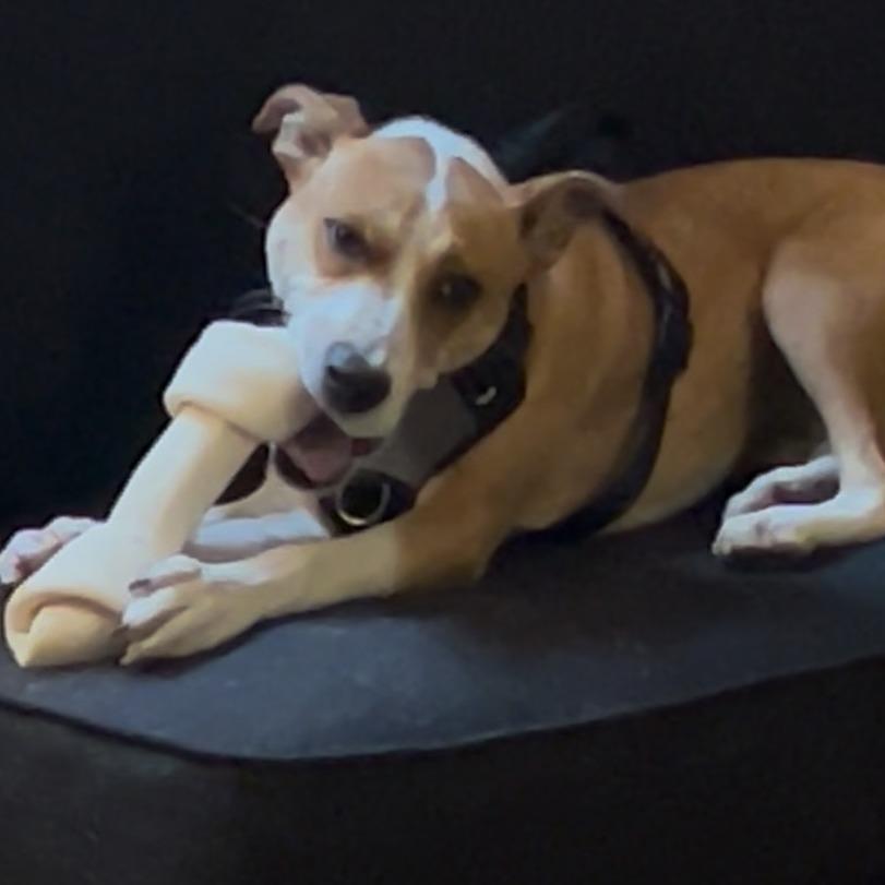 Havana, Adoptable, Young Female Mixed Breed.