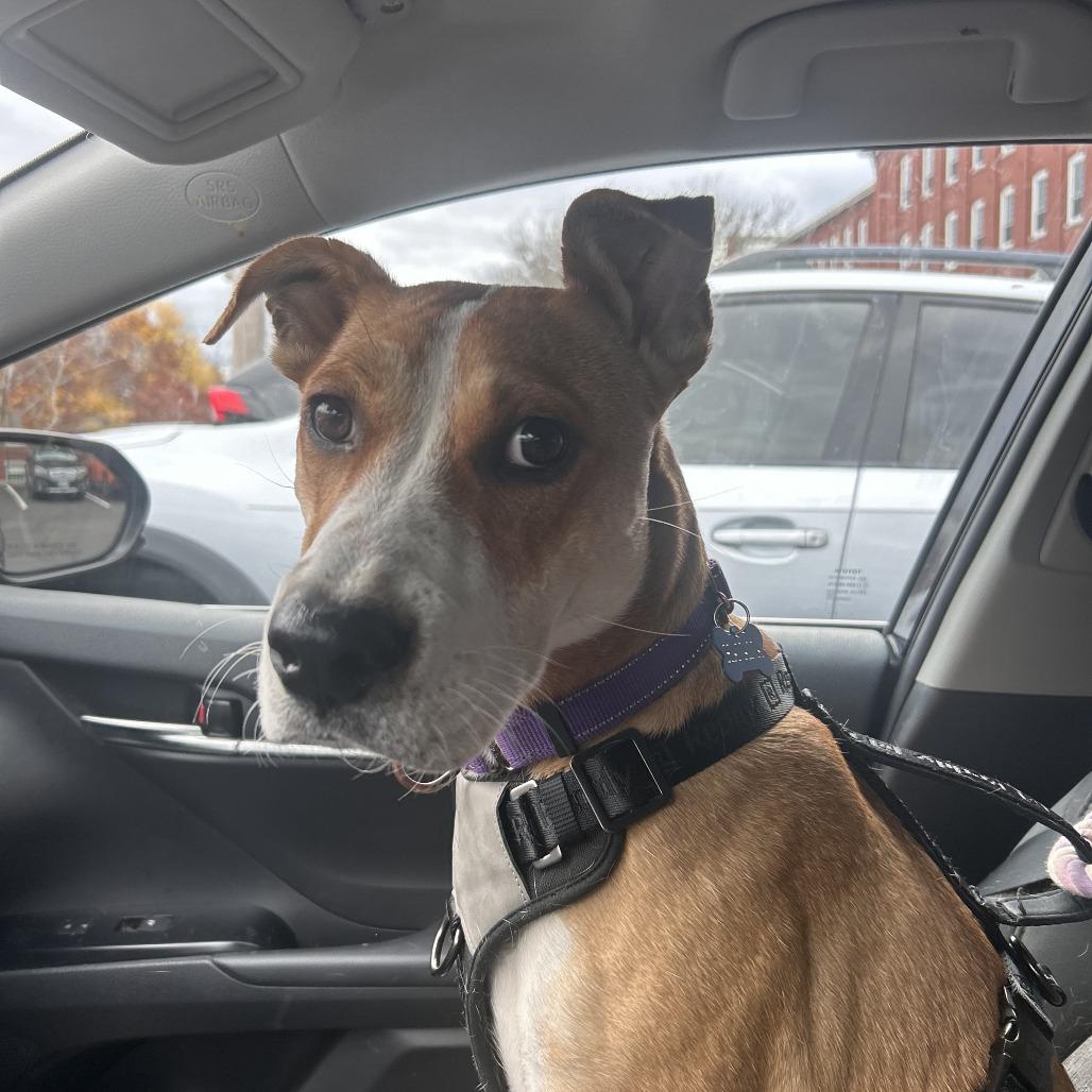 Enlarge Havana, a Adoptable Mixed Breed in Bedford, NH image 3/6