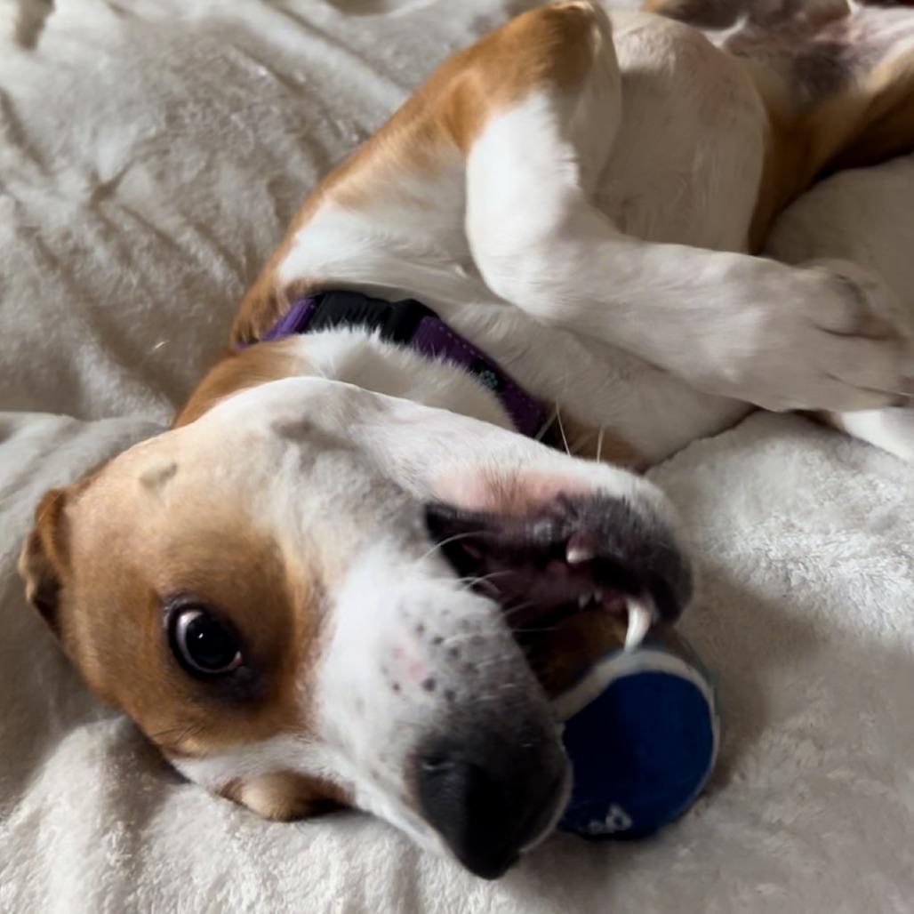 Enlarge Havana, a Adoptable Mixed Breed in Bedford, NH image 4/6