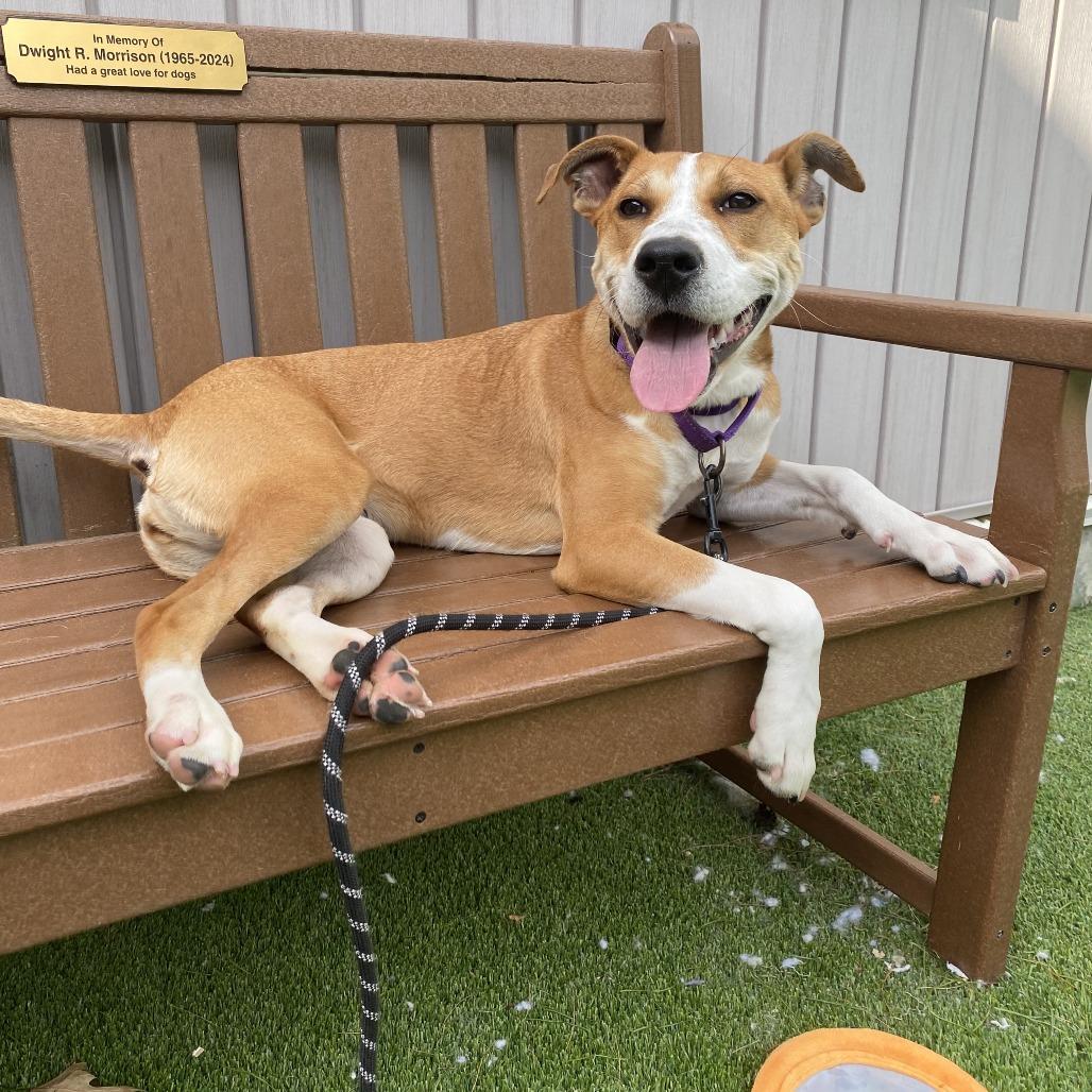 Enlarge Havana, a Adoptable Mixed Breed in Bedford, NH image 6/6