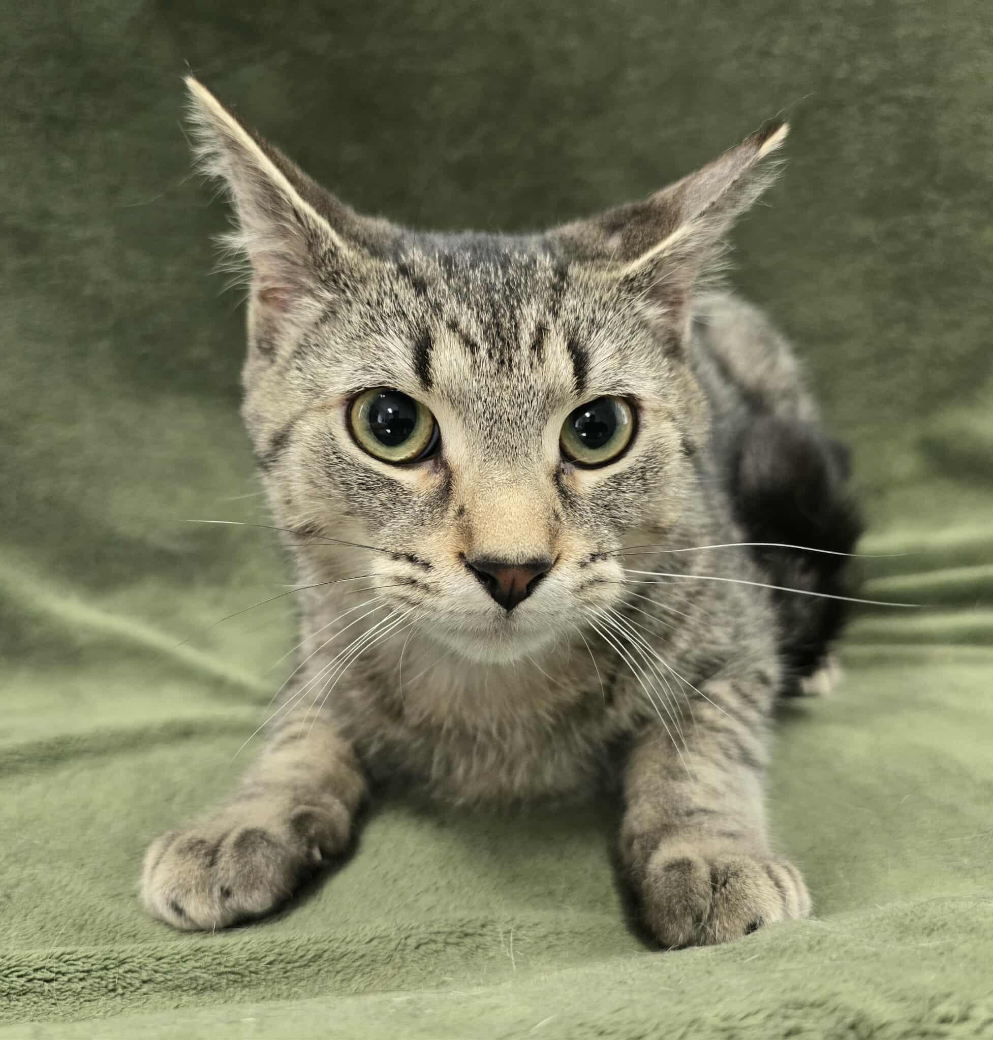Enlarge Cymbals, a Adoptable mixed breed in Frankfort, IN image 2/4