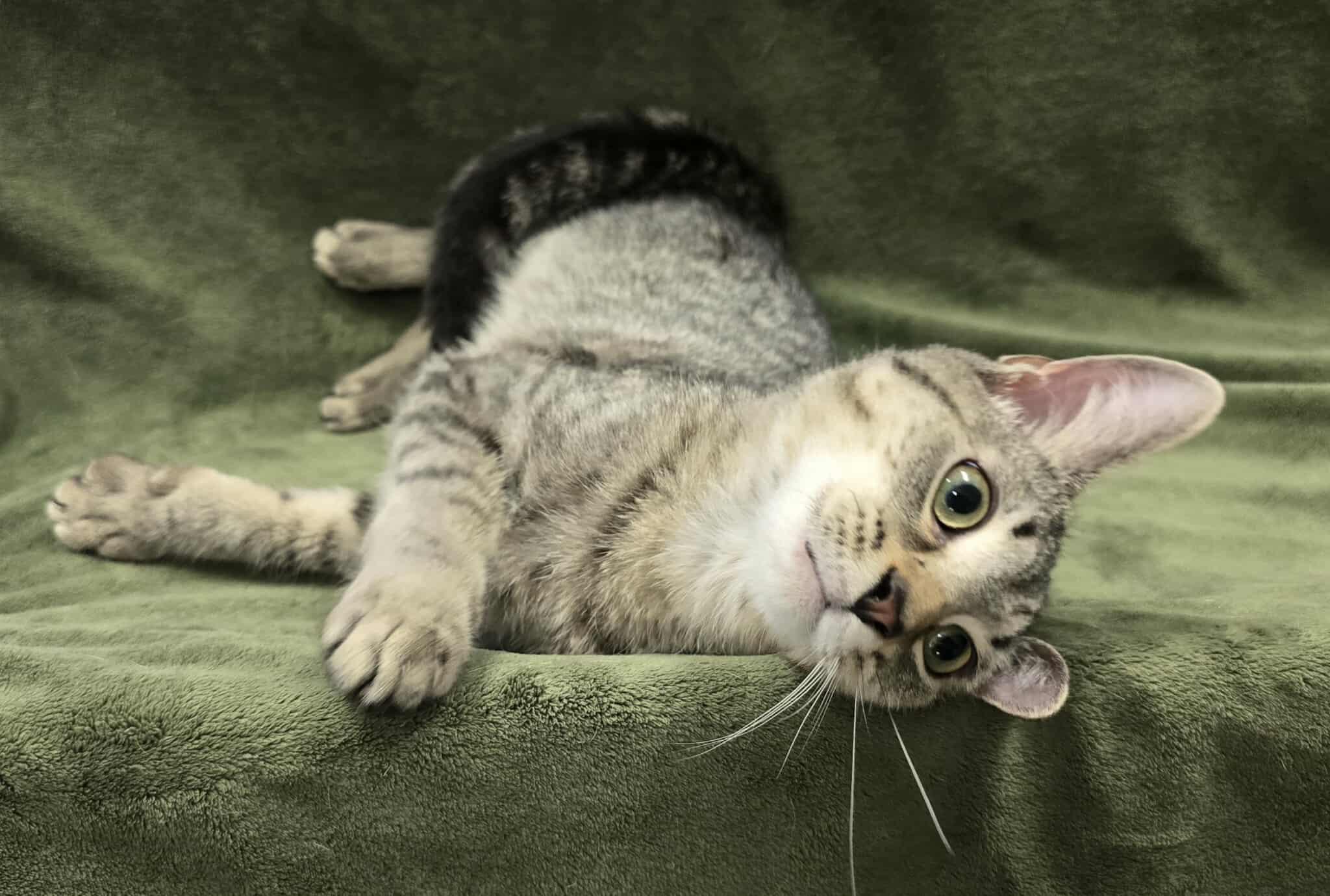 Enlarge Cymbals, a Adoptable mixed breed in Frankfort, IN image 4/4