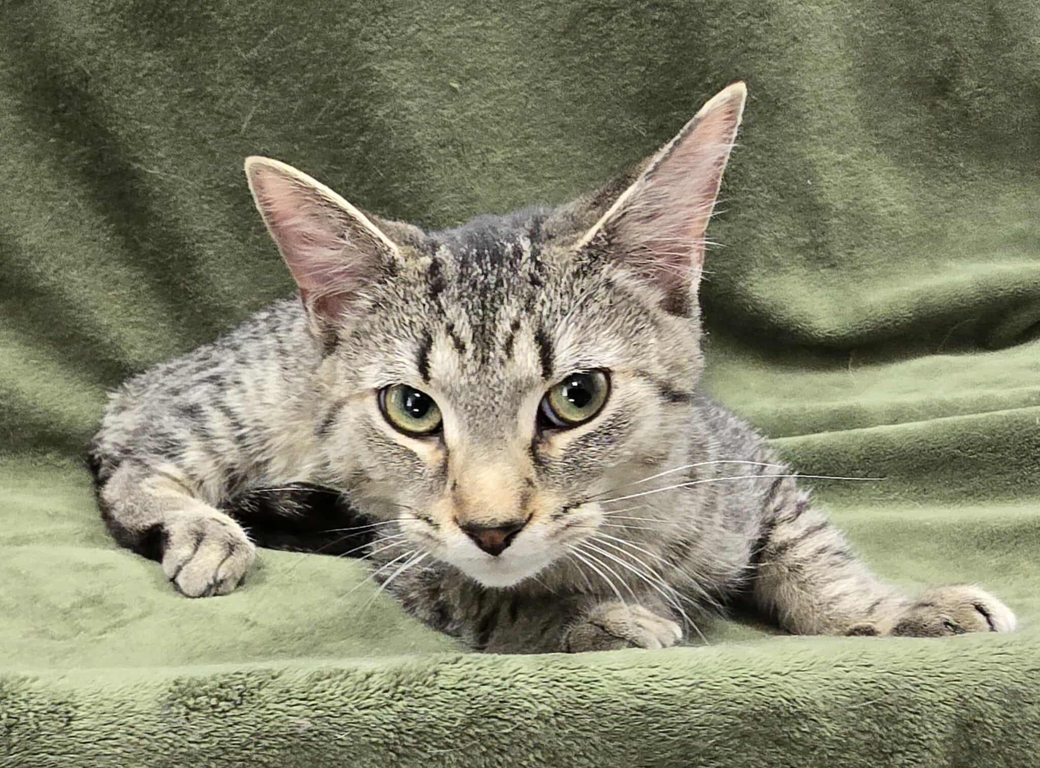 Enlarge Cymbals, a Adoptable mixed breed in Frankfort, IN image 3/4