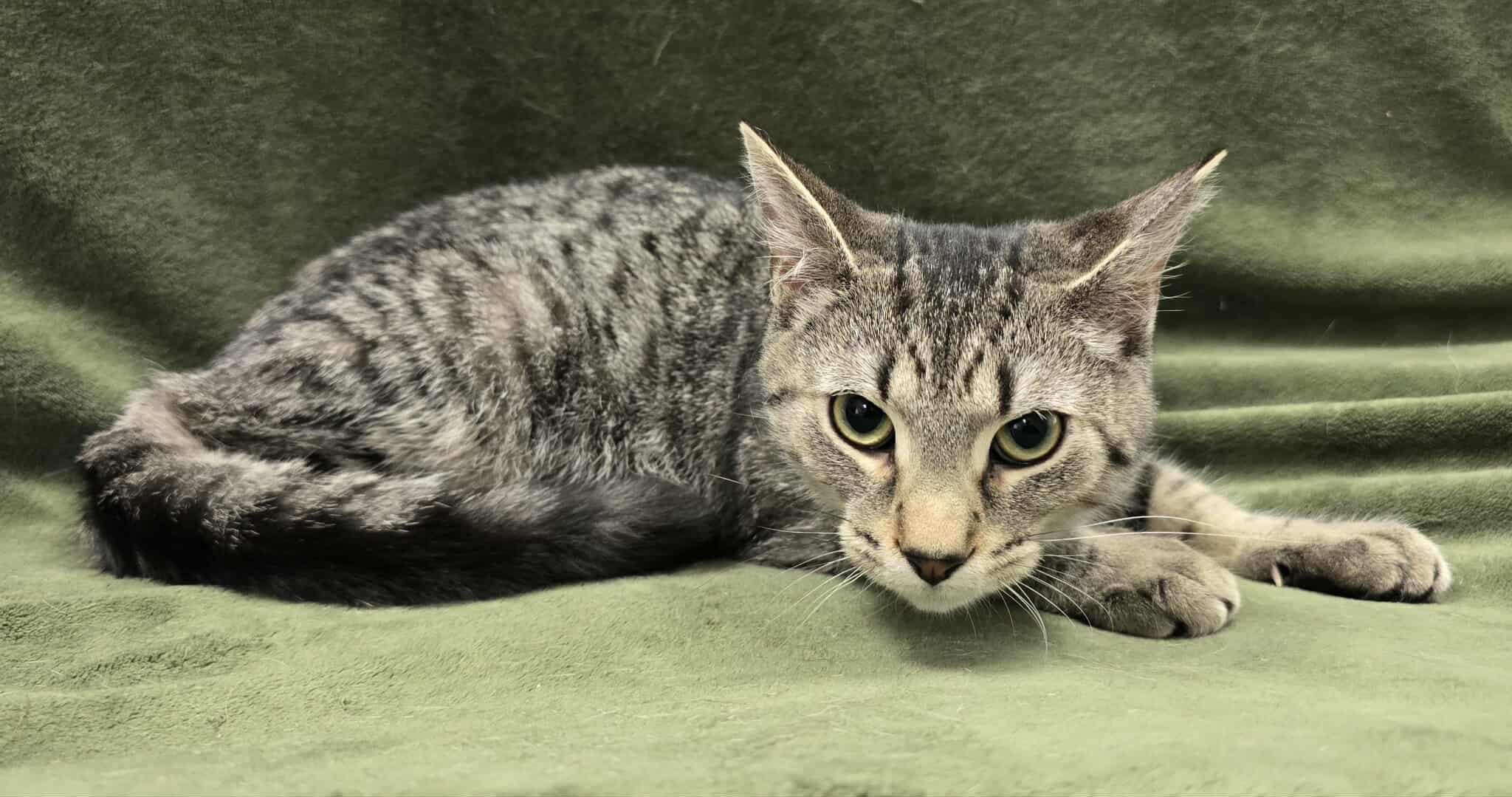 Cymbals, Adoptable, Young Male Domestic Short Hair & American Shorthair.