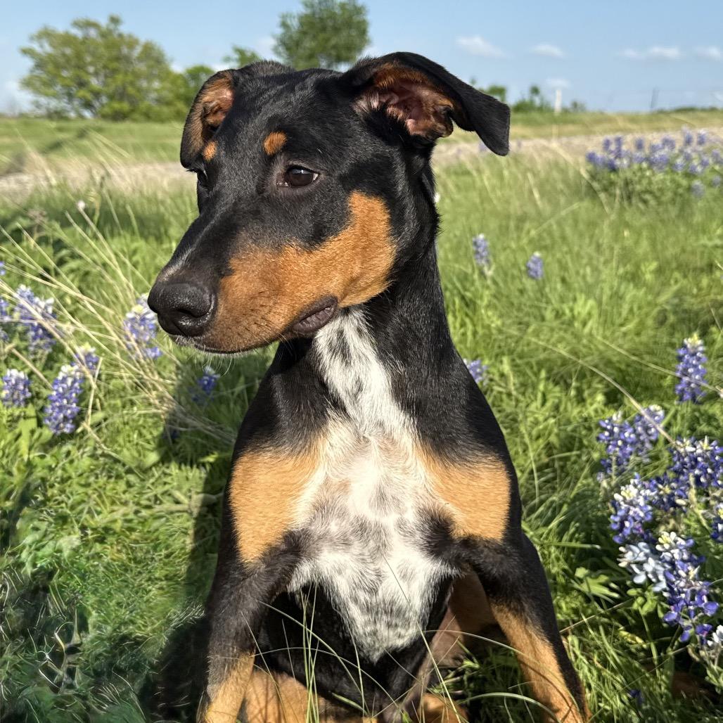 Fudge, Adoptable, Puppy Male Doberman Pinscher.