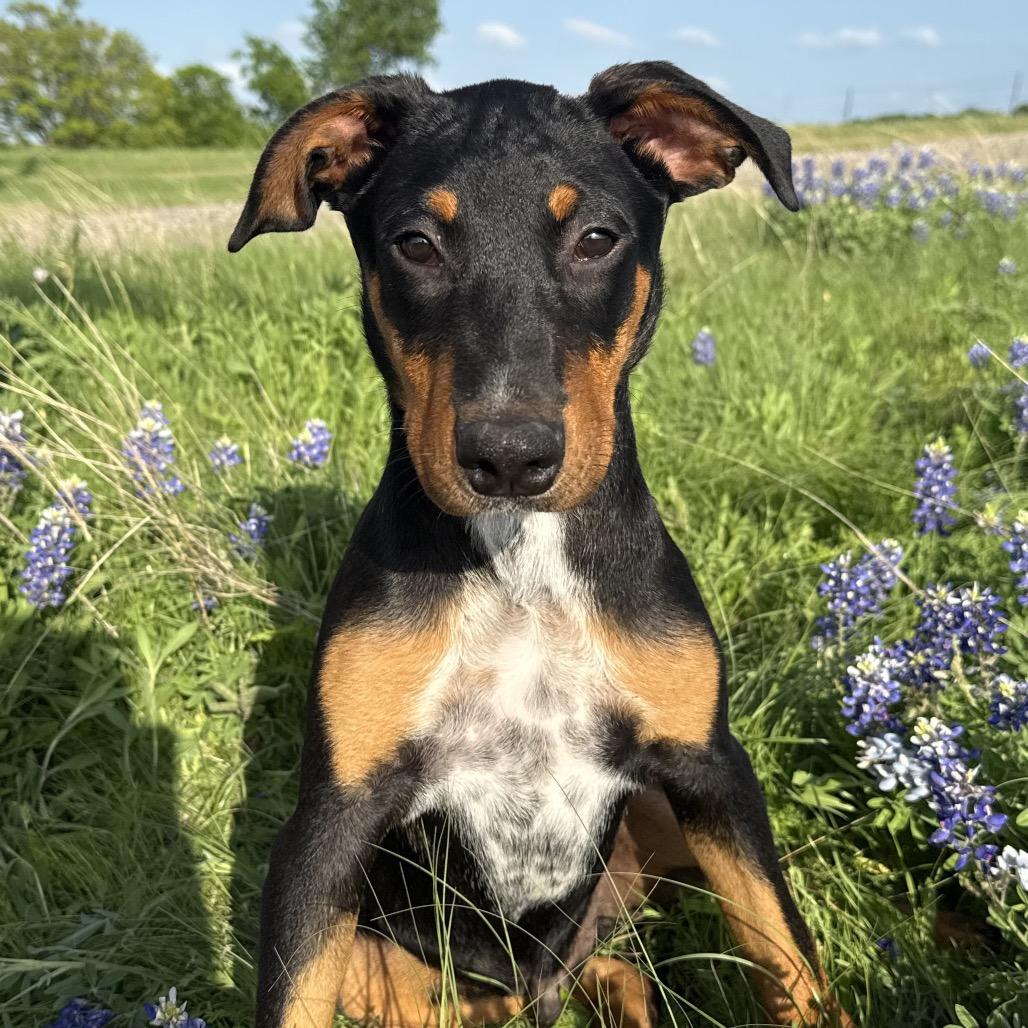 Enlarge Fudge, a Adoptable mixed breed in Hartford , CT image 2/3
