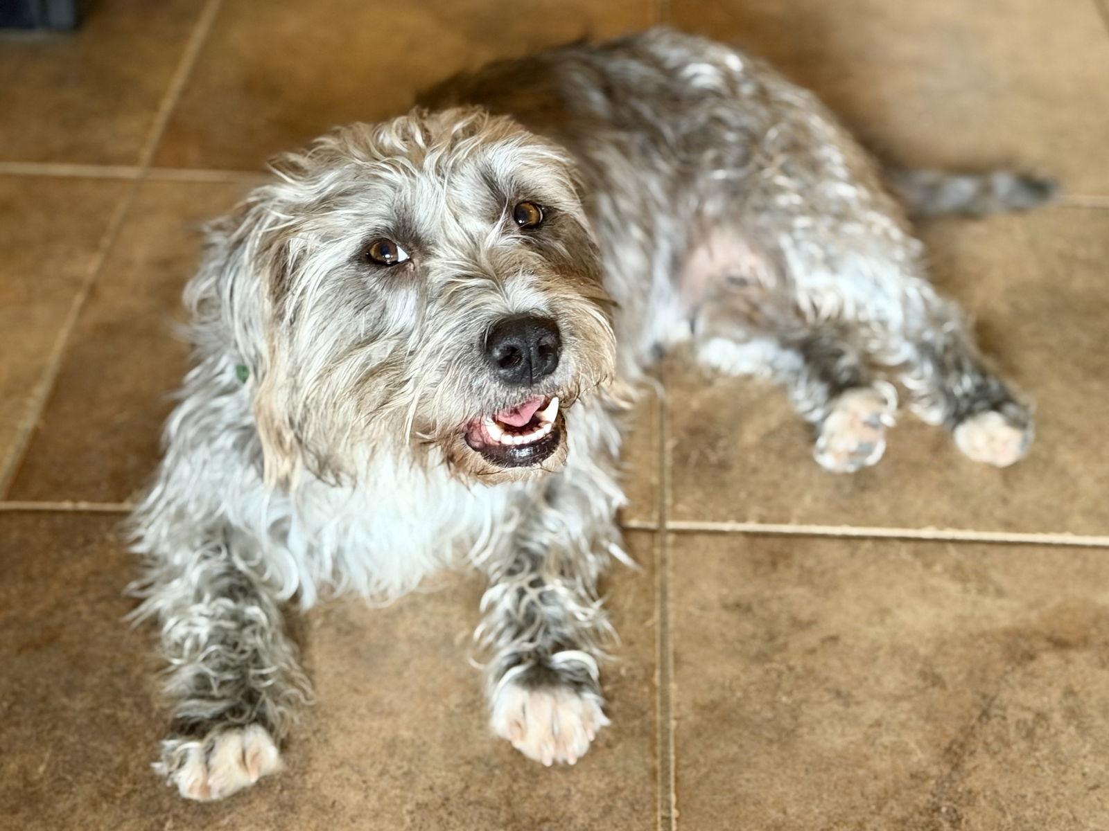 Terry Girl, Adopted, Adult Female Poodle & Schnauzer.