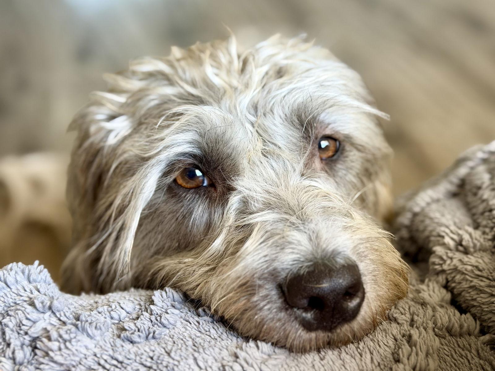 Enlarge Terry Girl, a Adopted mixed breed in Glendale, AZ image 2/3