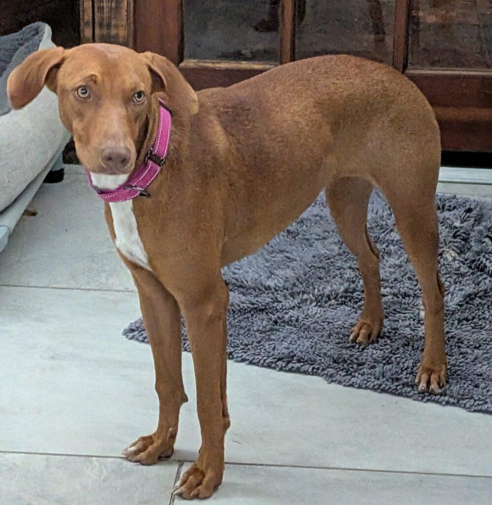 Sally, ADOPTABLE, Young Female Vizsla.