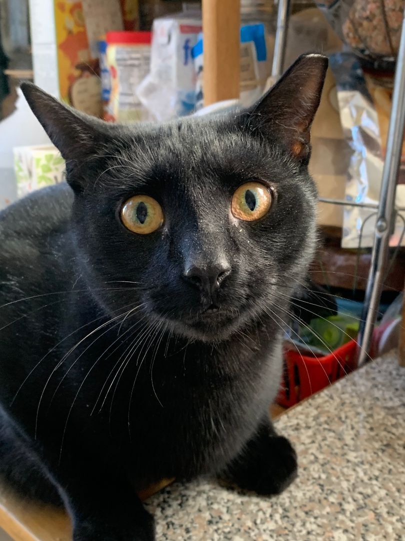 Enlarge Babe, a Adoptable Domestic Short Hair in Brooklyn, NY image 2/4