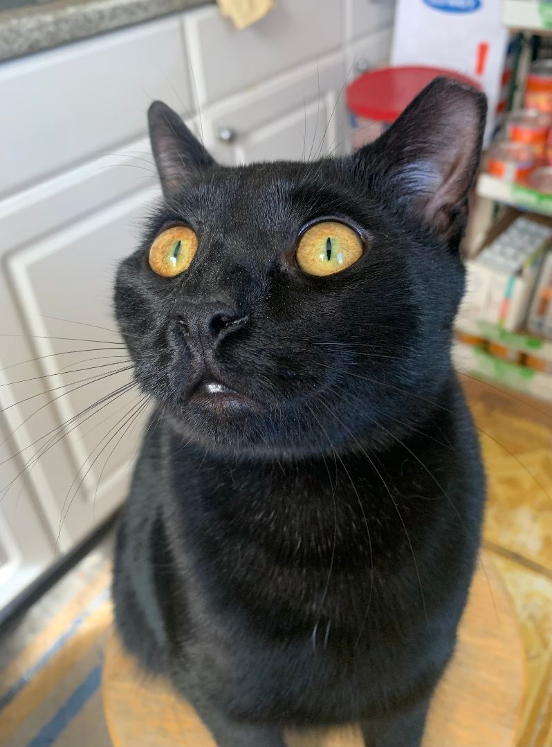 Babe, Adoptable, Adult Male Domestic Short Hair.