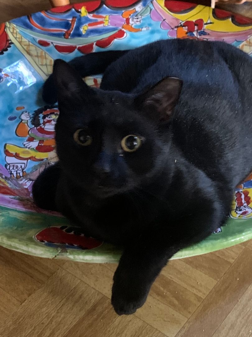 Enlarge Babe, a Adoptable Domestic Short Hair in Brooklyn, NY image 3/4