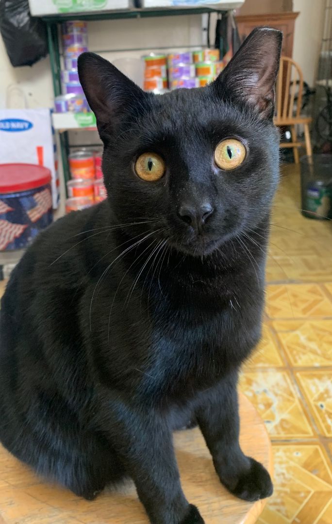 Enlarge Babe, a Adoptable Domestic Short Hair in Brooklyn, NY image 4/4