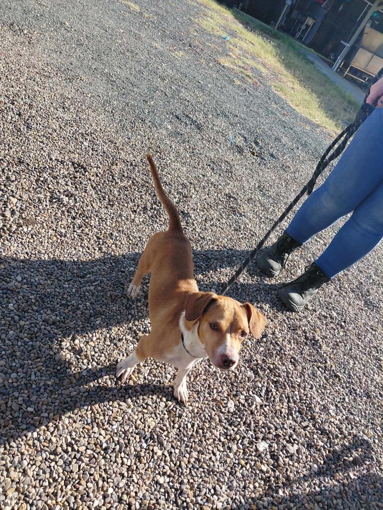 Enlarge Cacahuate, a Adoptable Chihuahua in Fort Stockton, TX image 1/1