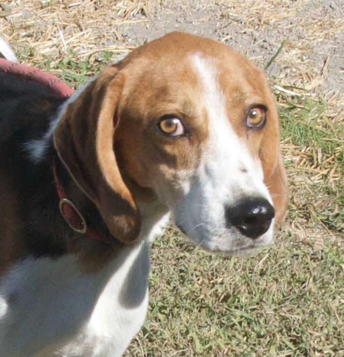 Jackson, a Adoptable Hound in Gloucester, VA image 2/6