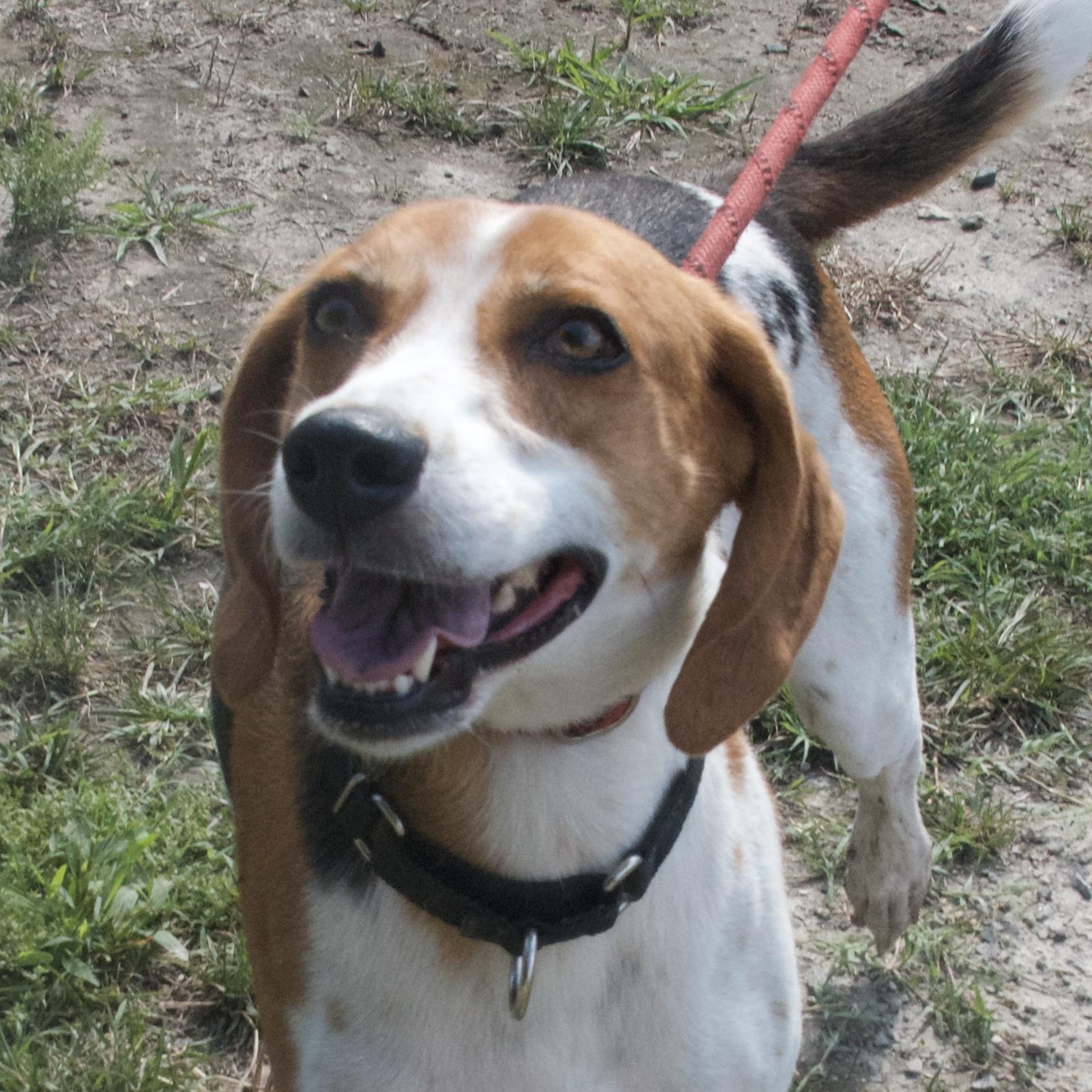 Jackson, a Adoptable Hound in Gloucester, VA image 1/6