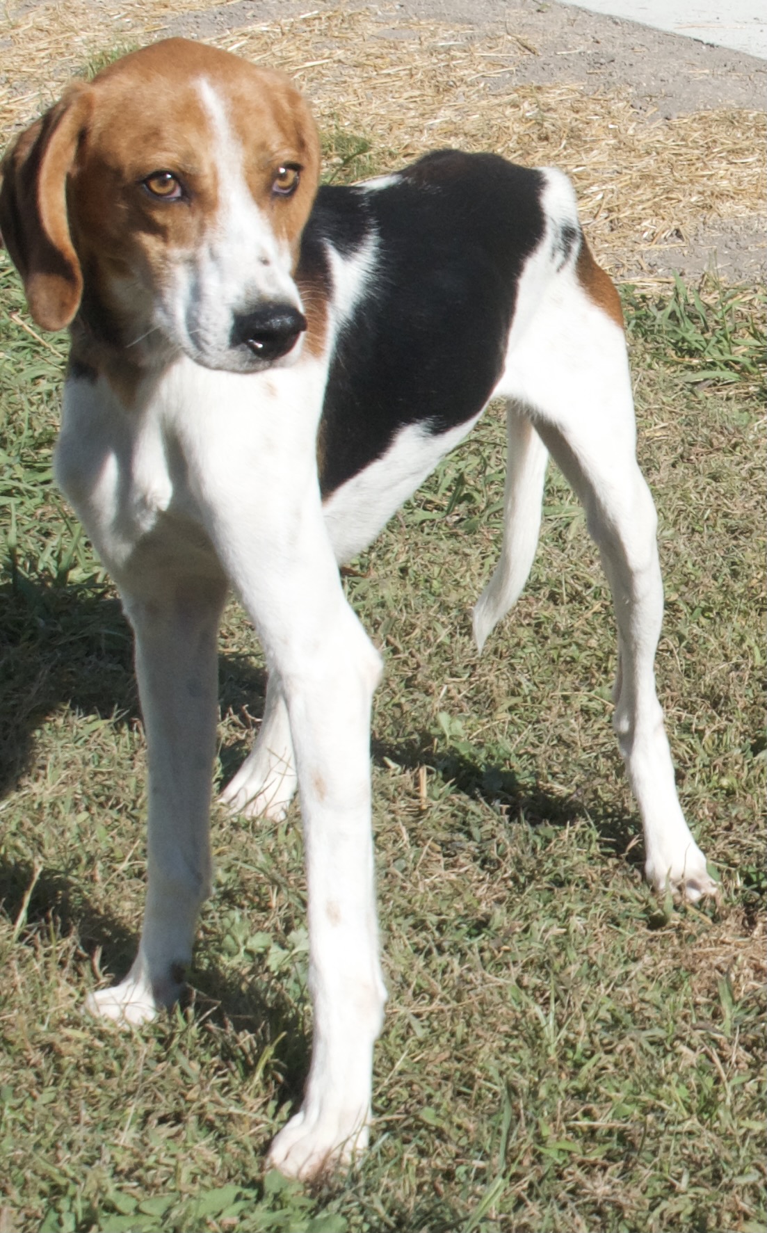 Jackson, a Adoptable Hound in Gloucester, VA image 5/6