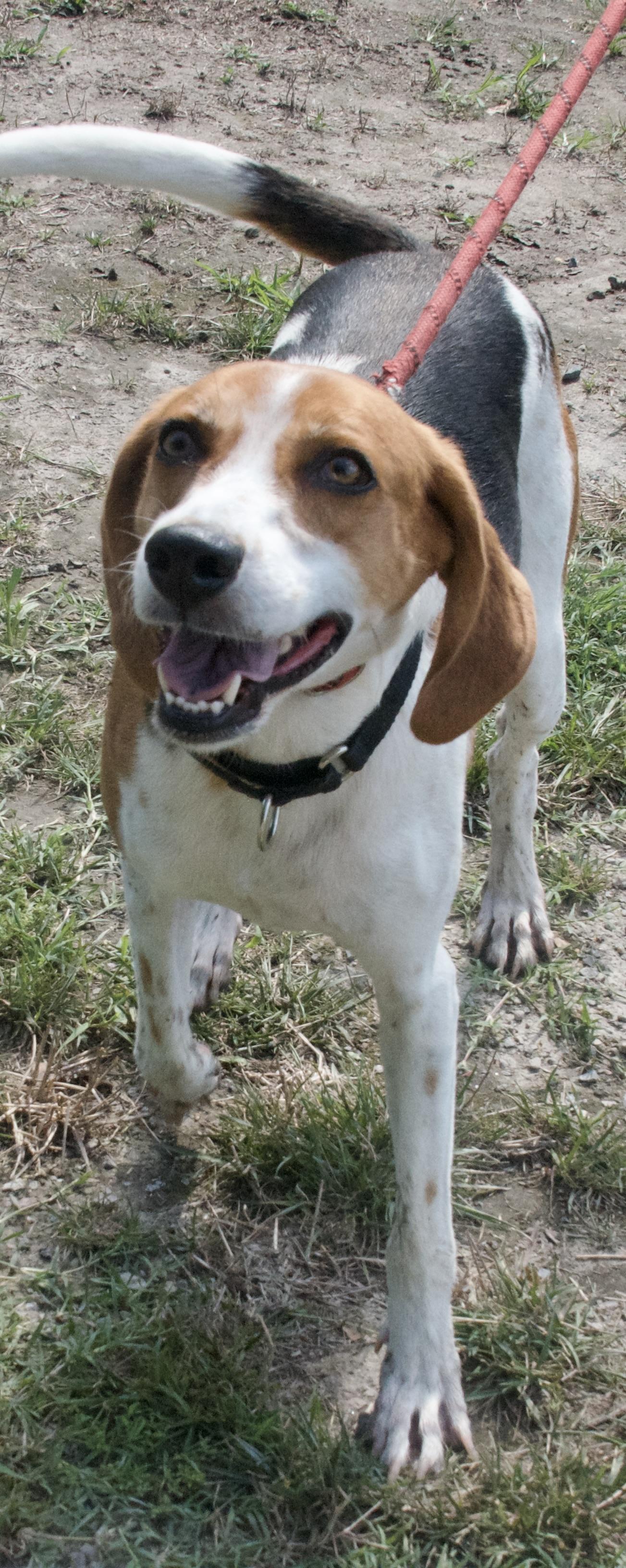 Jackson, a Adoptable Hound in Gloucester, VA image 6/6