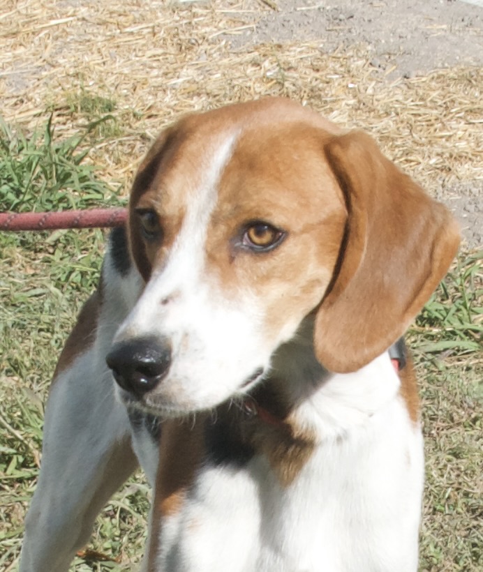 Jackson, a Adoptable Hound in Gloucester, VA image 3/6