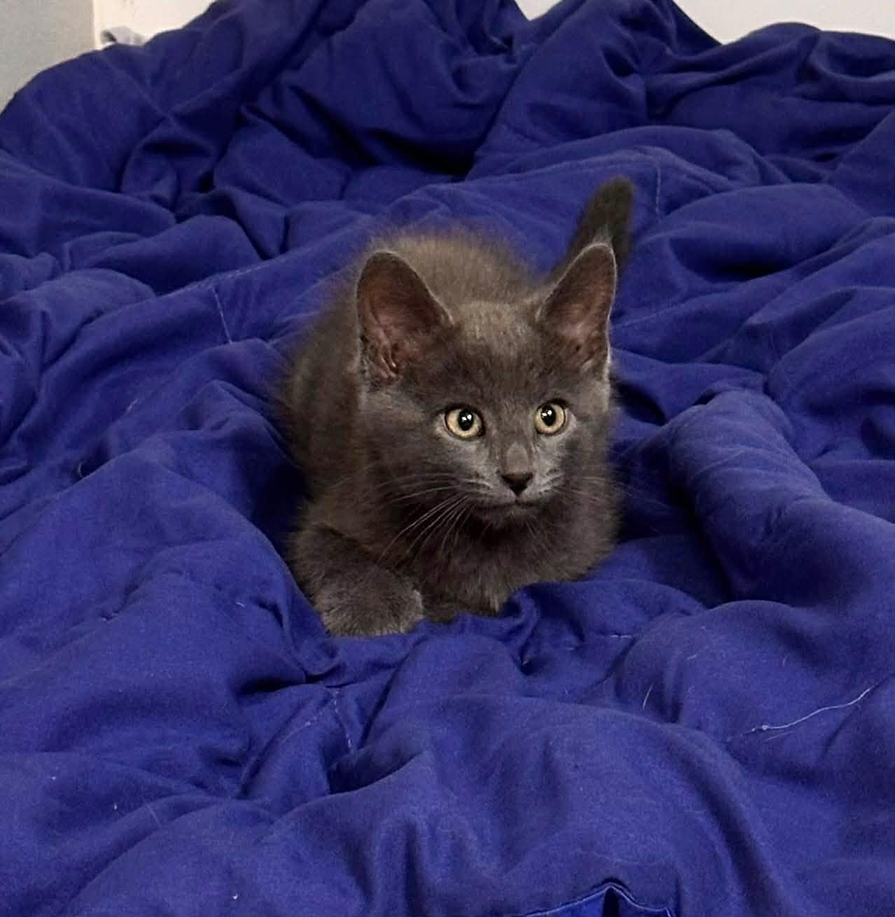 Enlarge Fuzzy, an adopted Domestic Medium Hair in Shakopee, MN image 5/5