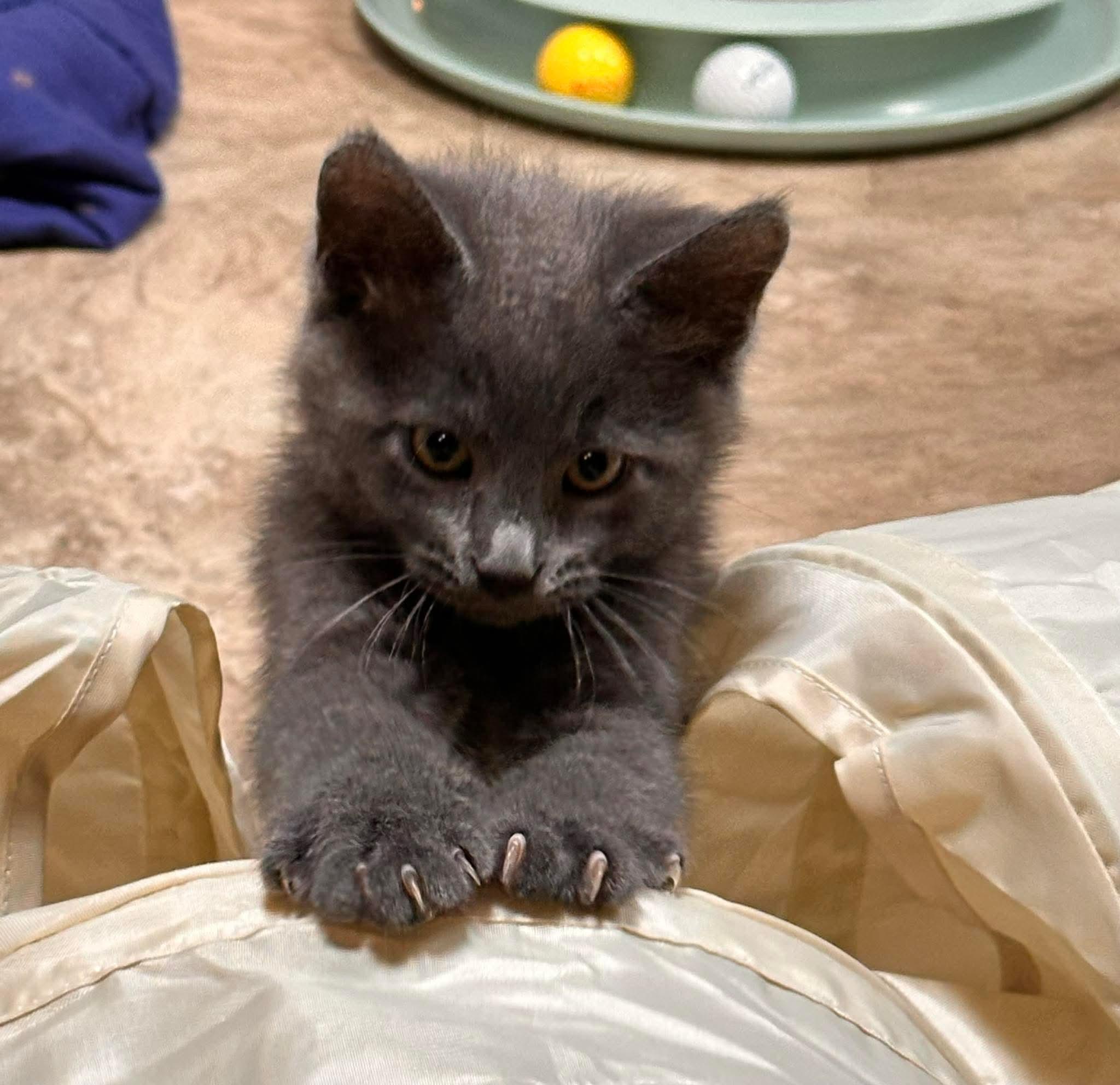 Enlarge Fuzzy, an adopted Domestic Medium Hair in Shakopee, MN image 3/5