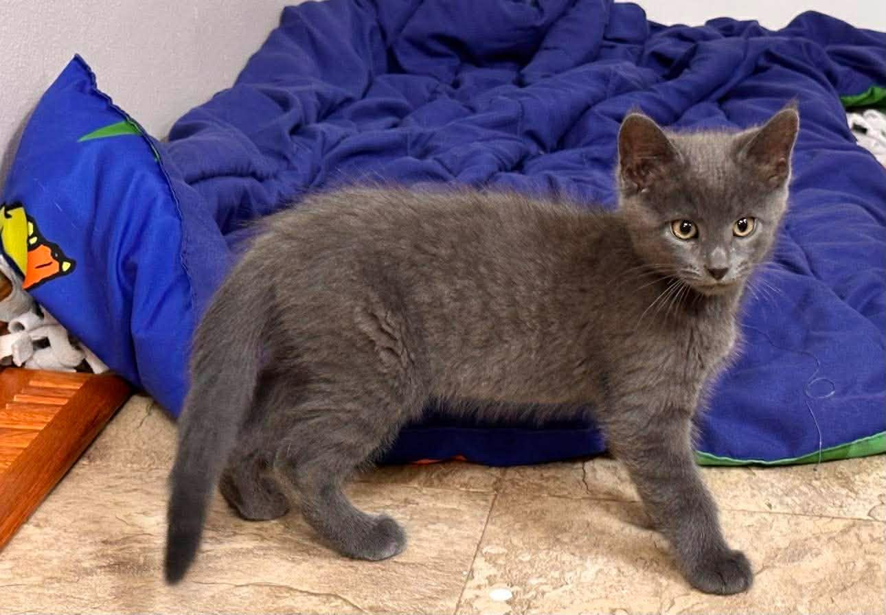 Enlarge Fuzzy, an adopted Domestic Medium Hair in Shakopee, MN image 4/5