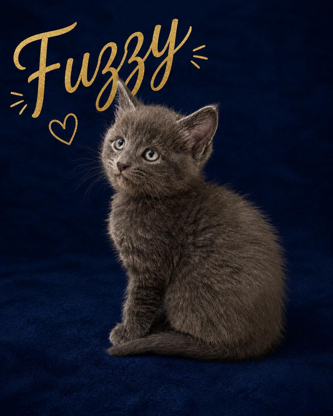 Fuzzy, adopted, Kitten Male Domestic Medium Hair.