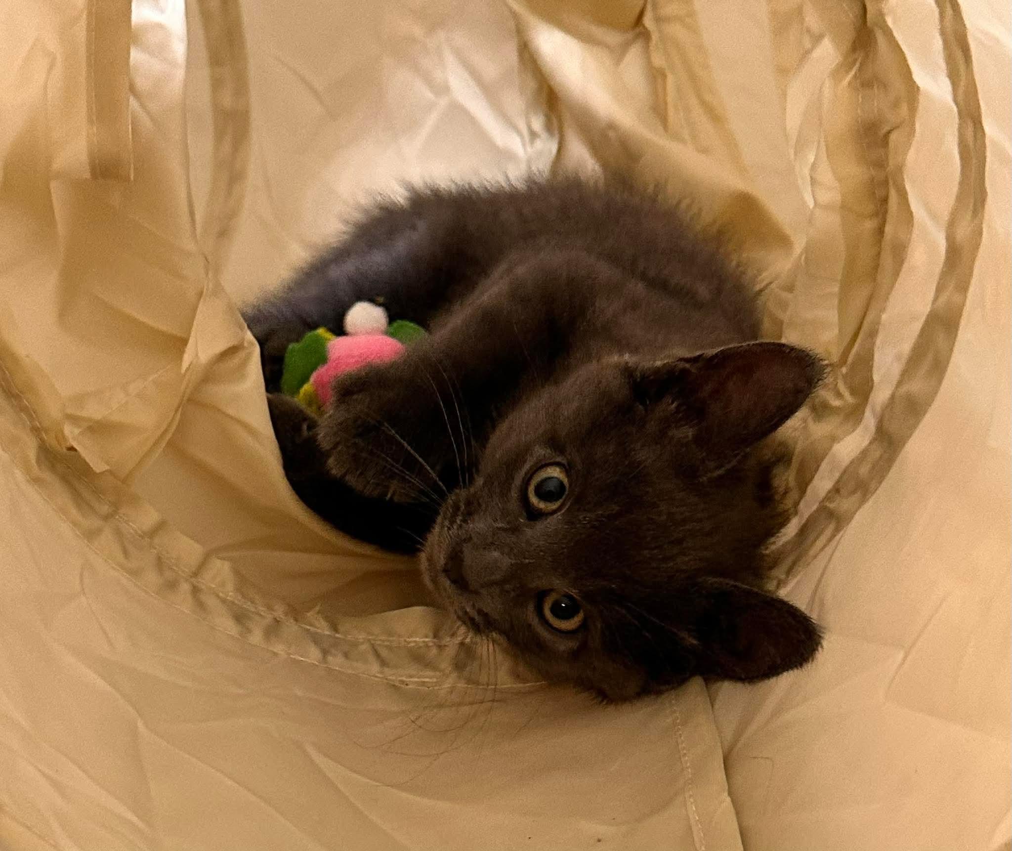 Enlarge Fuzzy, an adopted Domestic Medium Hair in Shakopee, MN image 2/5