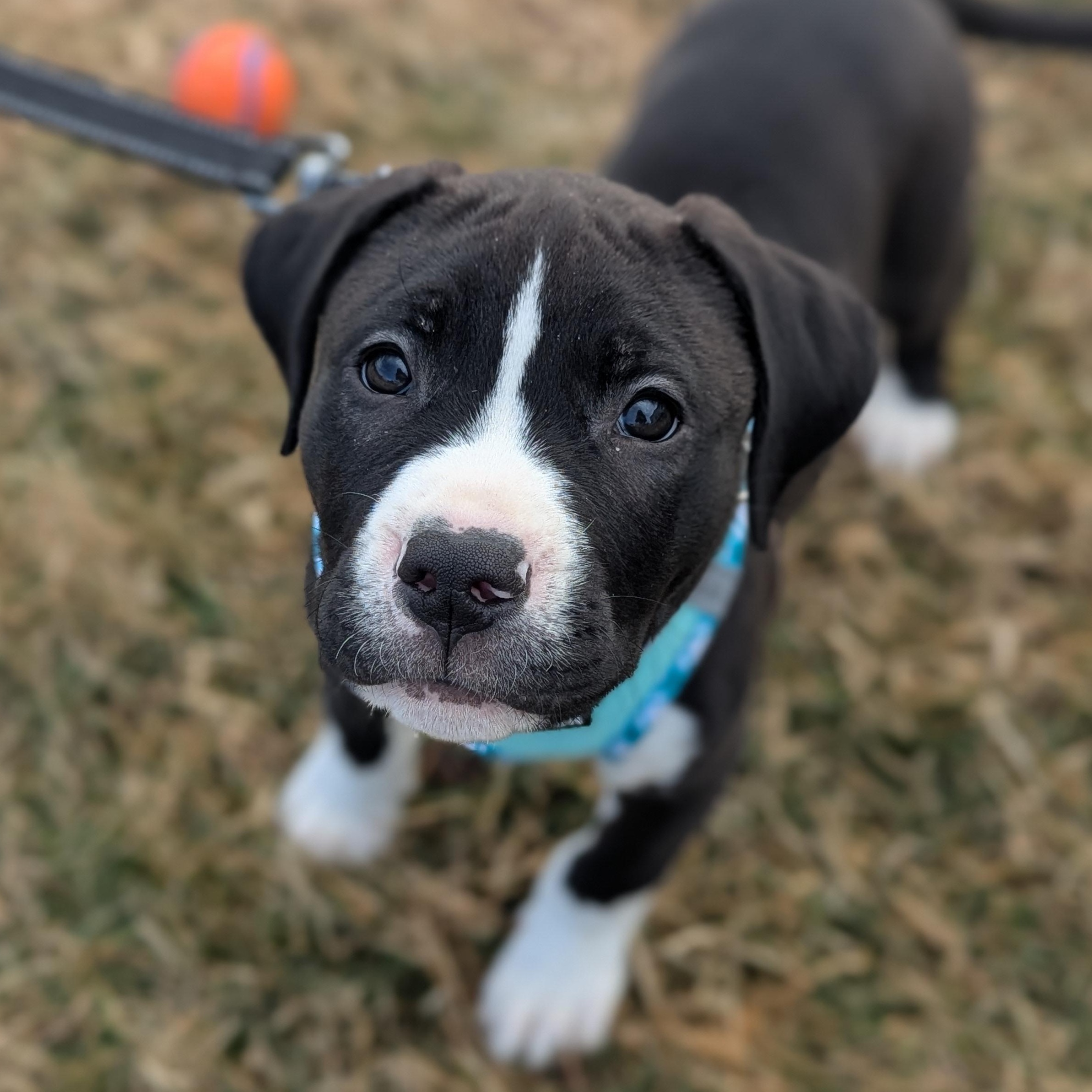 Enlarge LeBron, an adopted mixed breed in Potomac, MD image 1/4