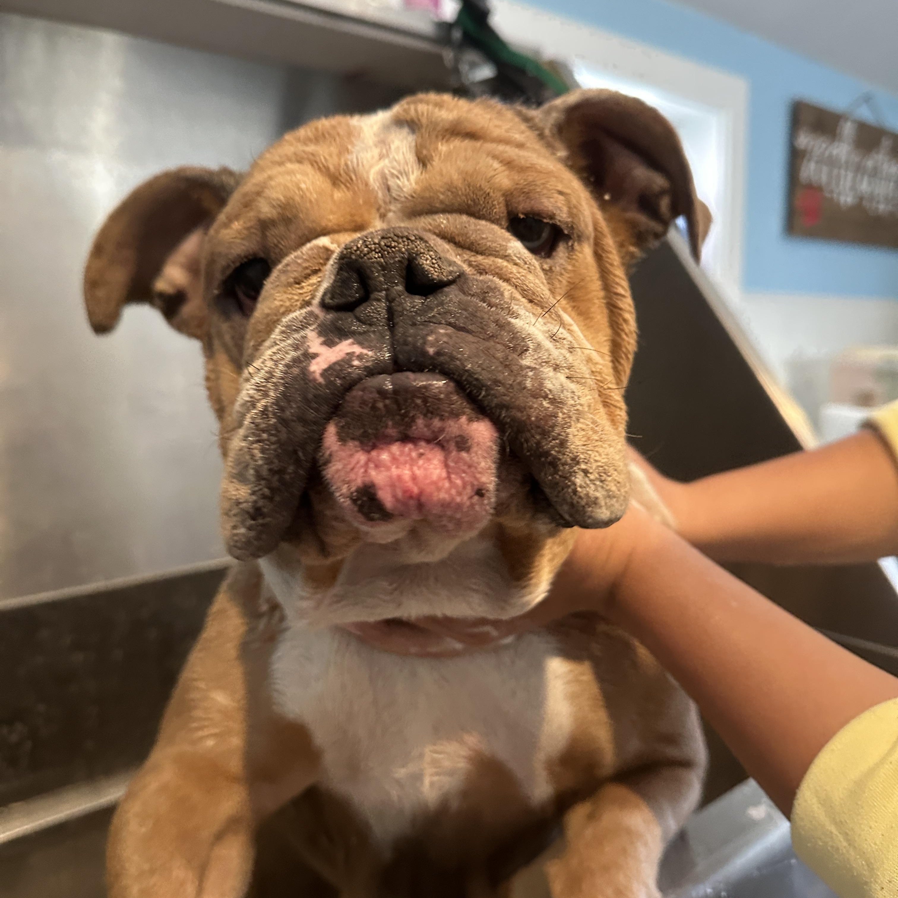 Enlarge June aka June Bug aka Junie, a Adoptable English Bulldog in Stamford, CT image 3/6