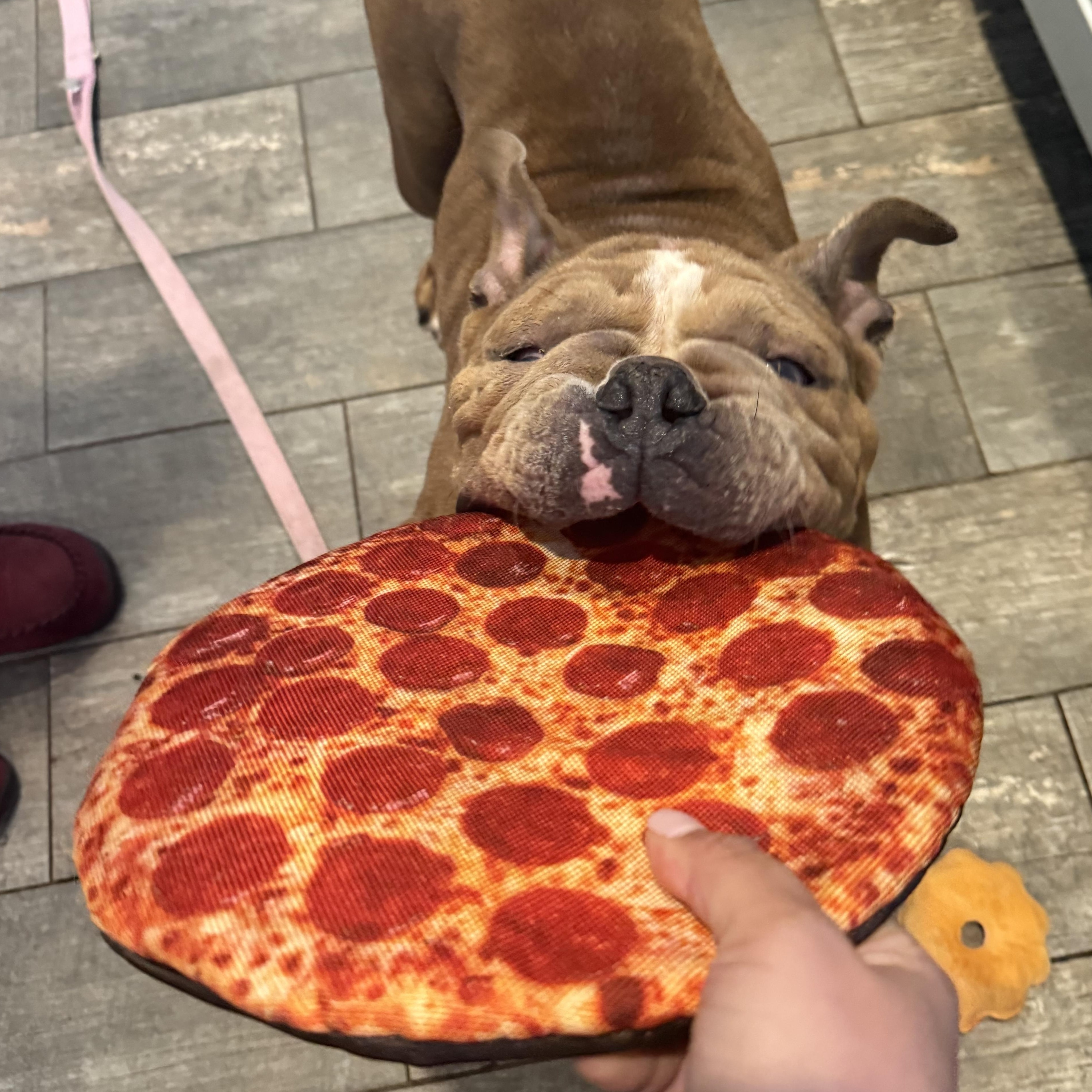 Enlarge June aka June Bug aka Junie, a Adoptable English Bulldog in Stamford, CT image 6/6