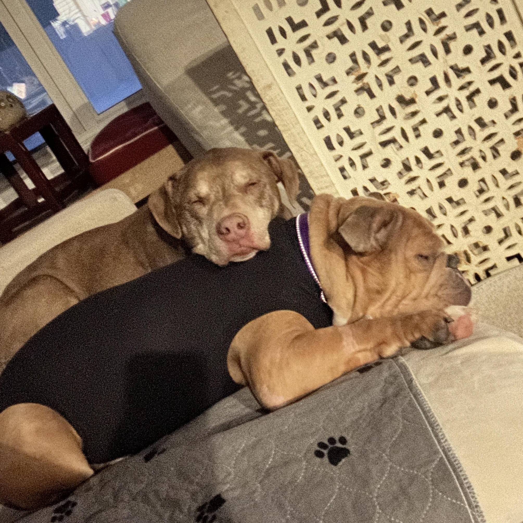 Enlarge June aka June Bug aka Junie, a Adoptable English Bulldog in Stamford, CT image 5/6