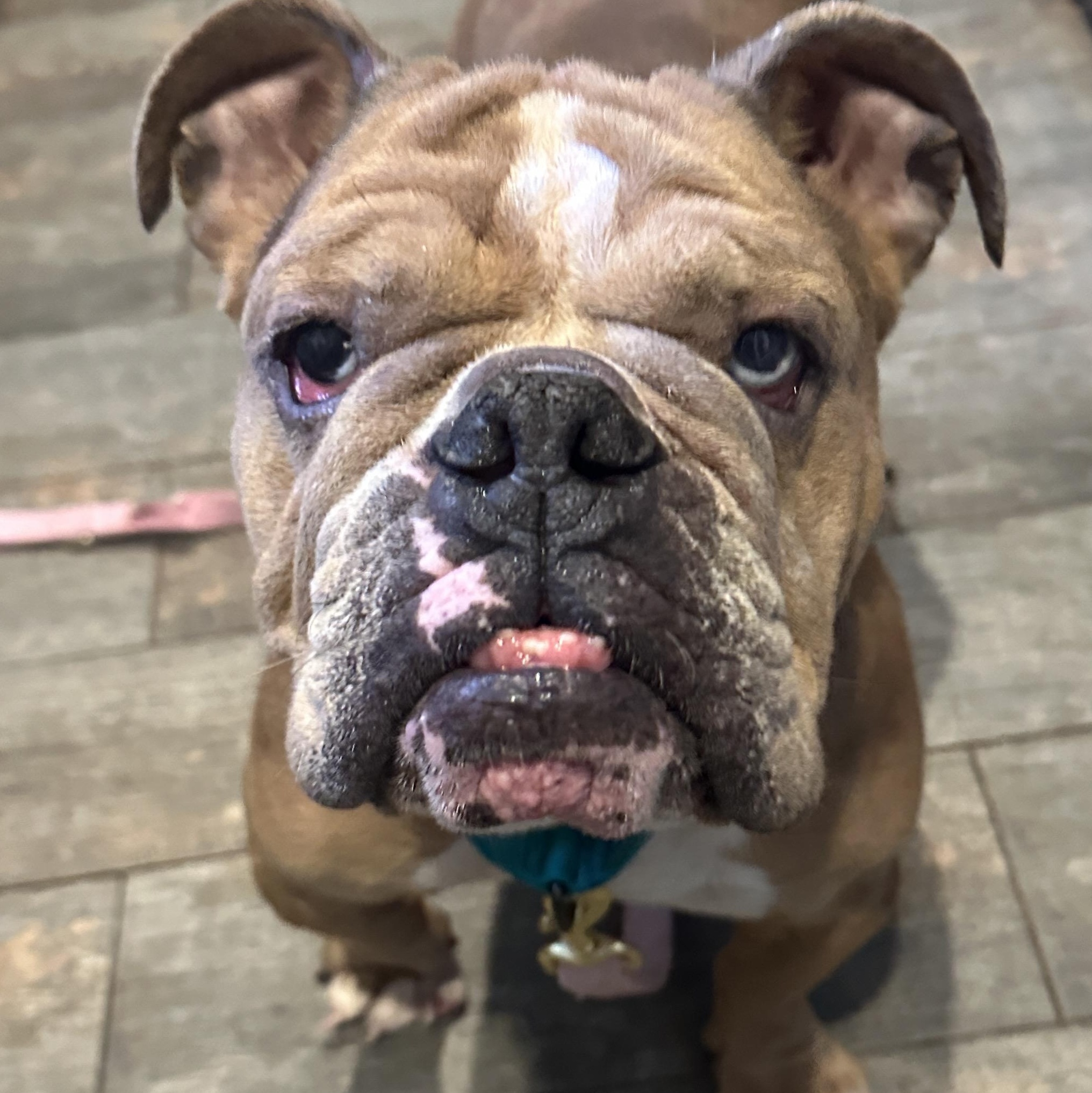 Enlarge June aka June Bug aka Junie, a Adoptable English Bulldog in Stamford, CT image 2/6
