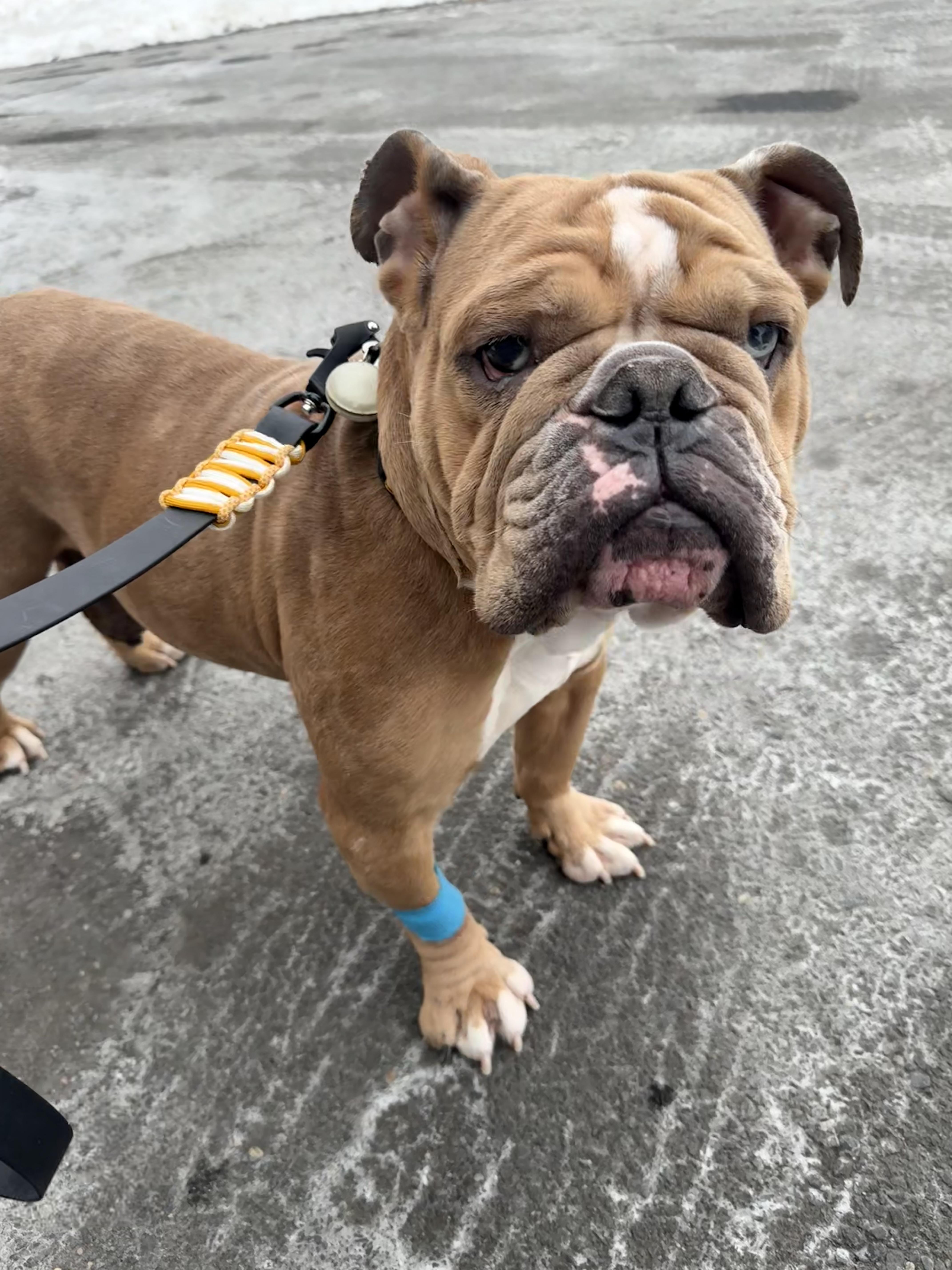 Enlarge June aka June Bug aka Junie, a Adoptable English Bulldog in Stamford, CT image 4/6