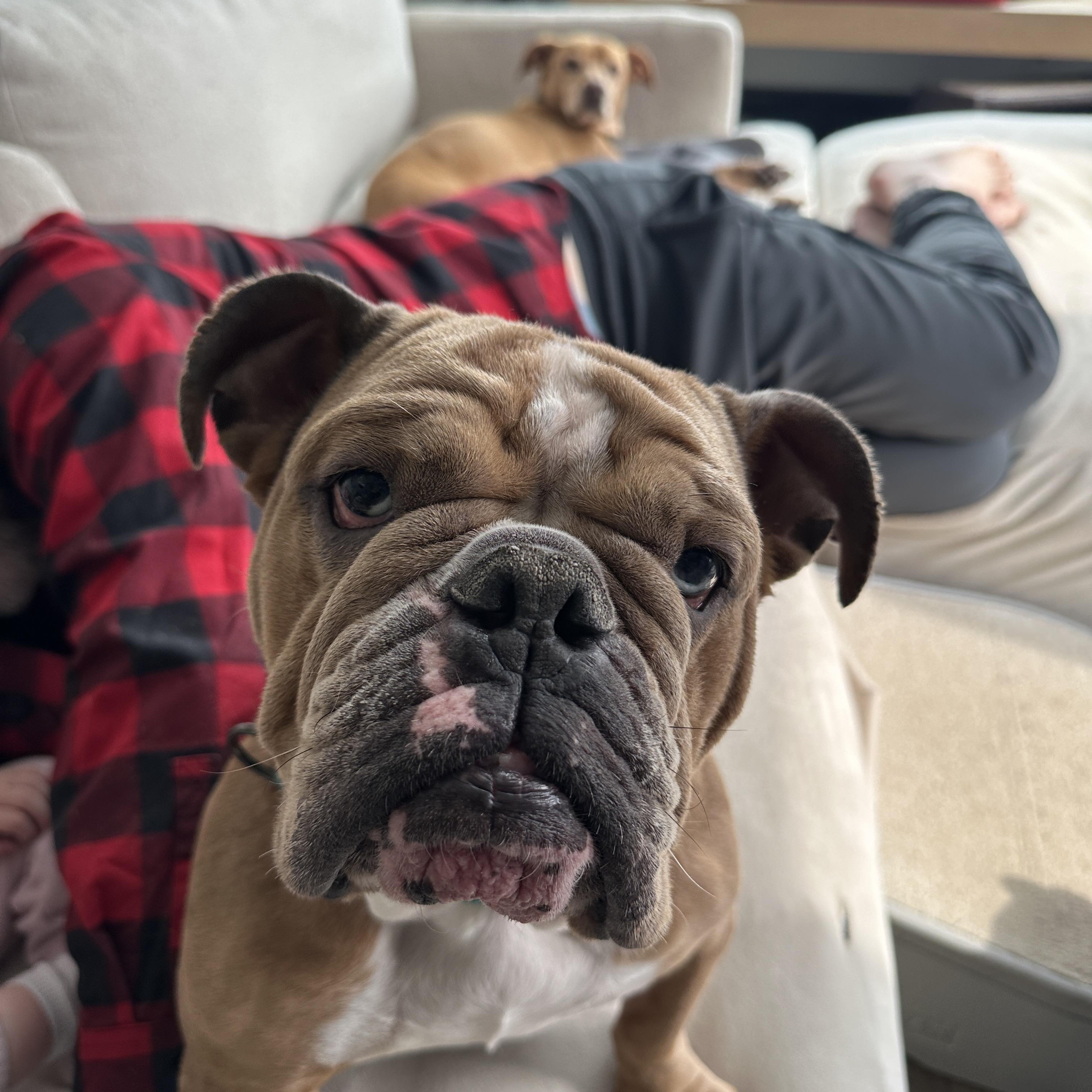 June aka June Bug aka Junie, Adoptable, Young Female English Bulldog.