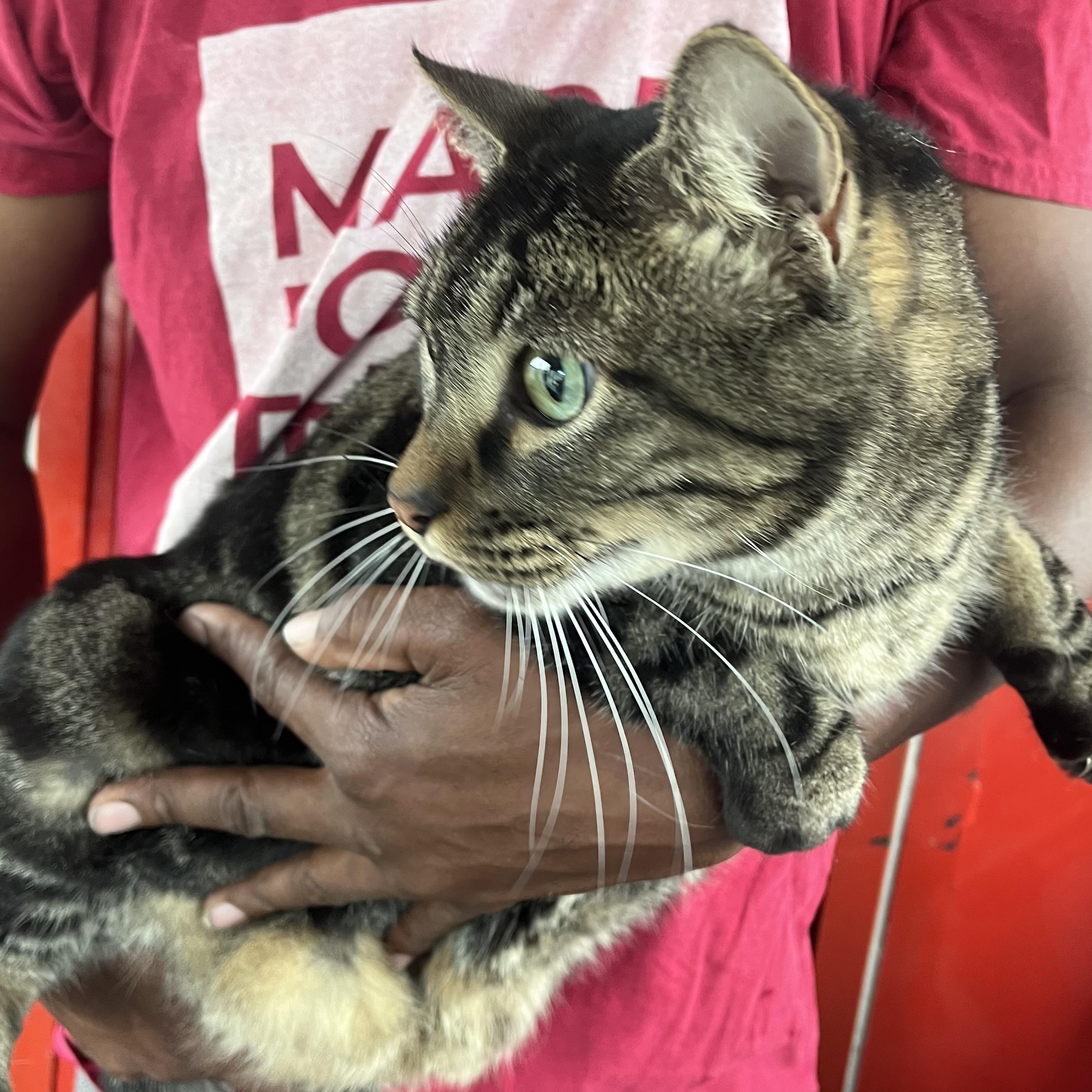 Enlarge Big Boy - Local Jan 9-11, an adopted Domestic Short Hair in Westerly, RI image 6/6