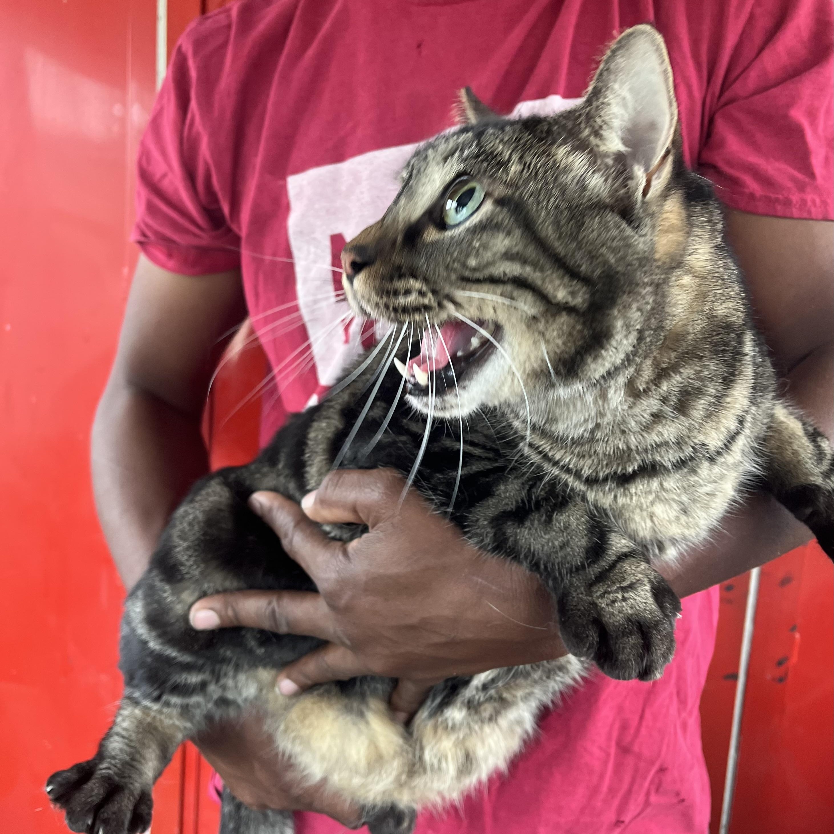 Enlarge Big Boy - Local Jan 9-11, an adopted Domestic Short Hair in Westerly, RI image 3/6