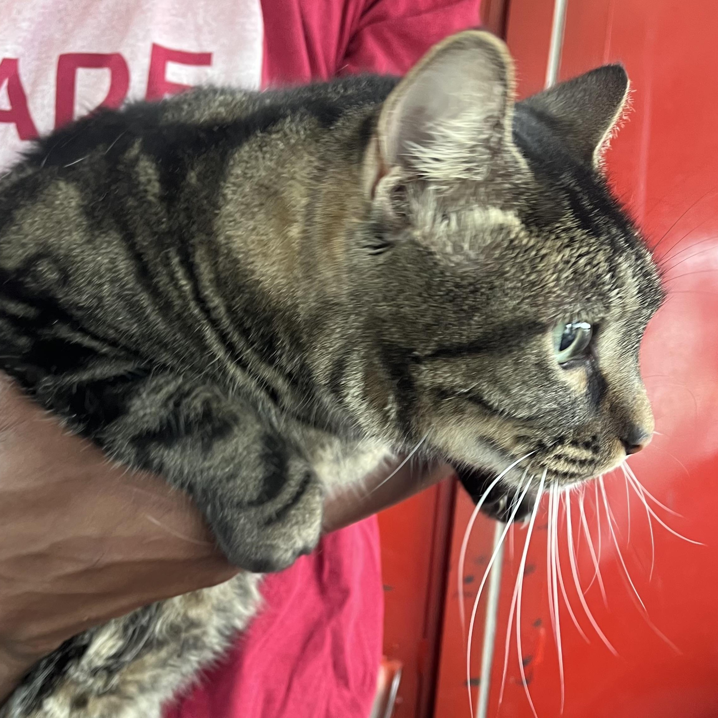 Enlarge Big Boy - Local Jan 9-11, an adopted Domestic Short Hair in Westerly, RI image 5/6