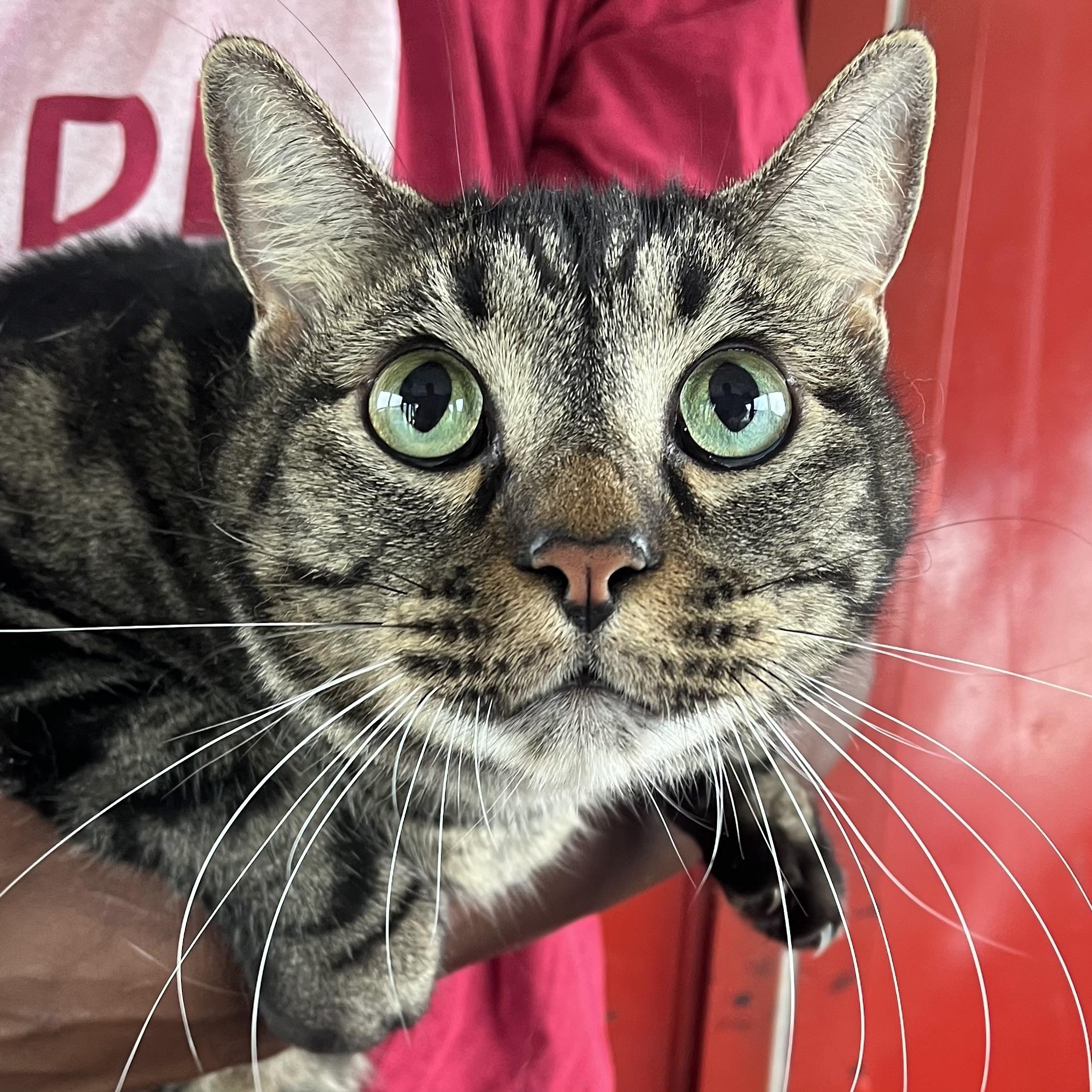 Big Boy - Local Jan 9-11, adopted, Adult Male Domestic Short Hair.