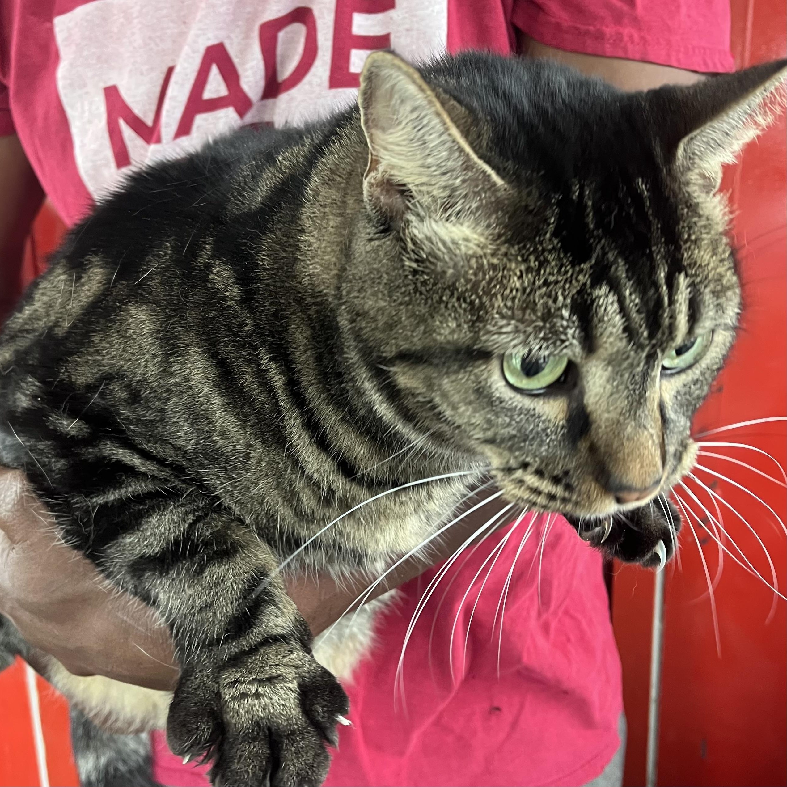 Enlarge Big Boy - Local Jan 9-11, an adopted Domestic Short Hair in Westerly, RI image 2/6