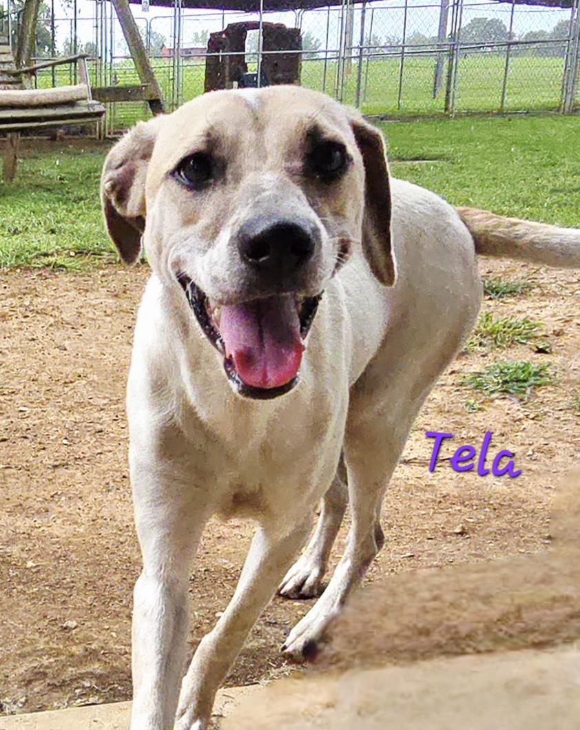 TELA, a Adoptable mixed breed in Athens, AL image 5/6